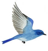Bluebird Realty & Management LLC