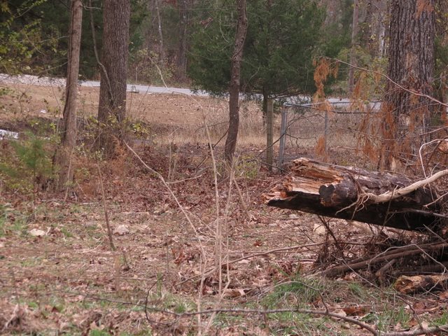 00 Maple  Bull Shoals, AR