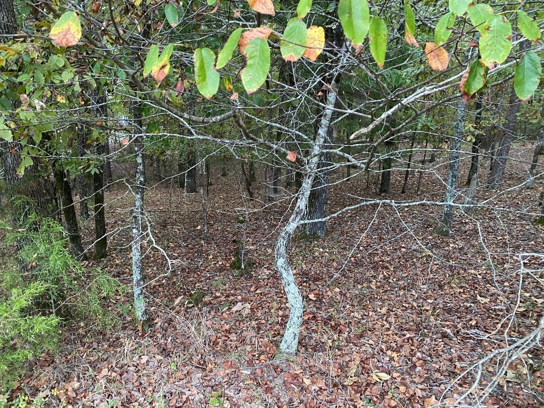 6 Princesa Lane  Hot Springs Village, AR