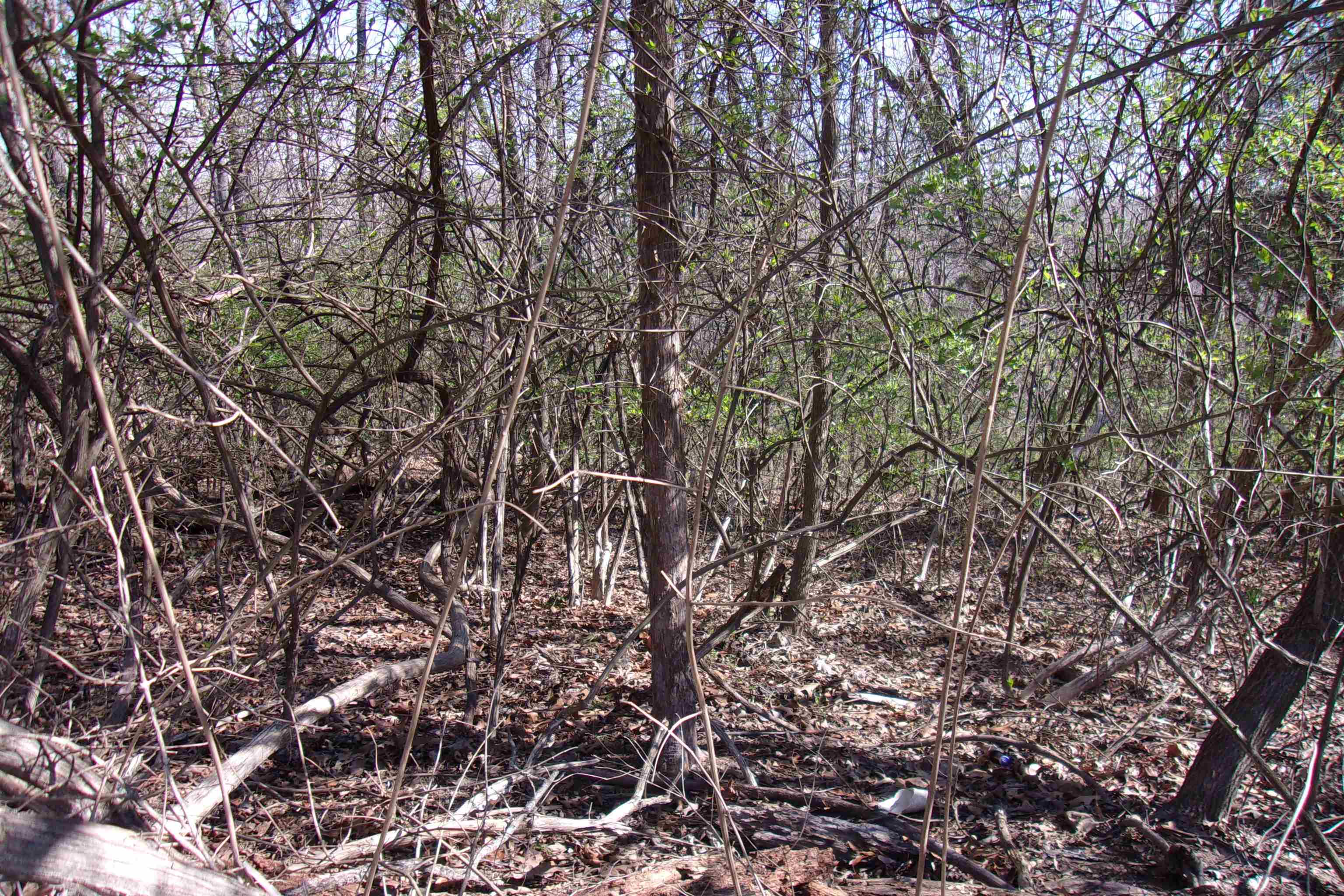 00 8th street  Flippin, AR