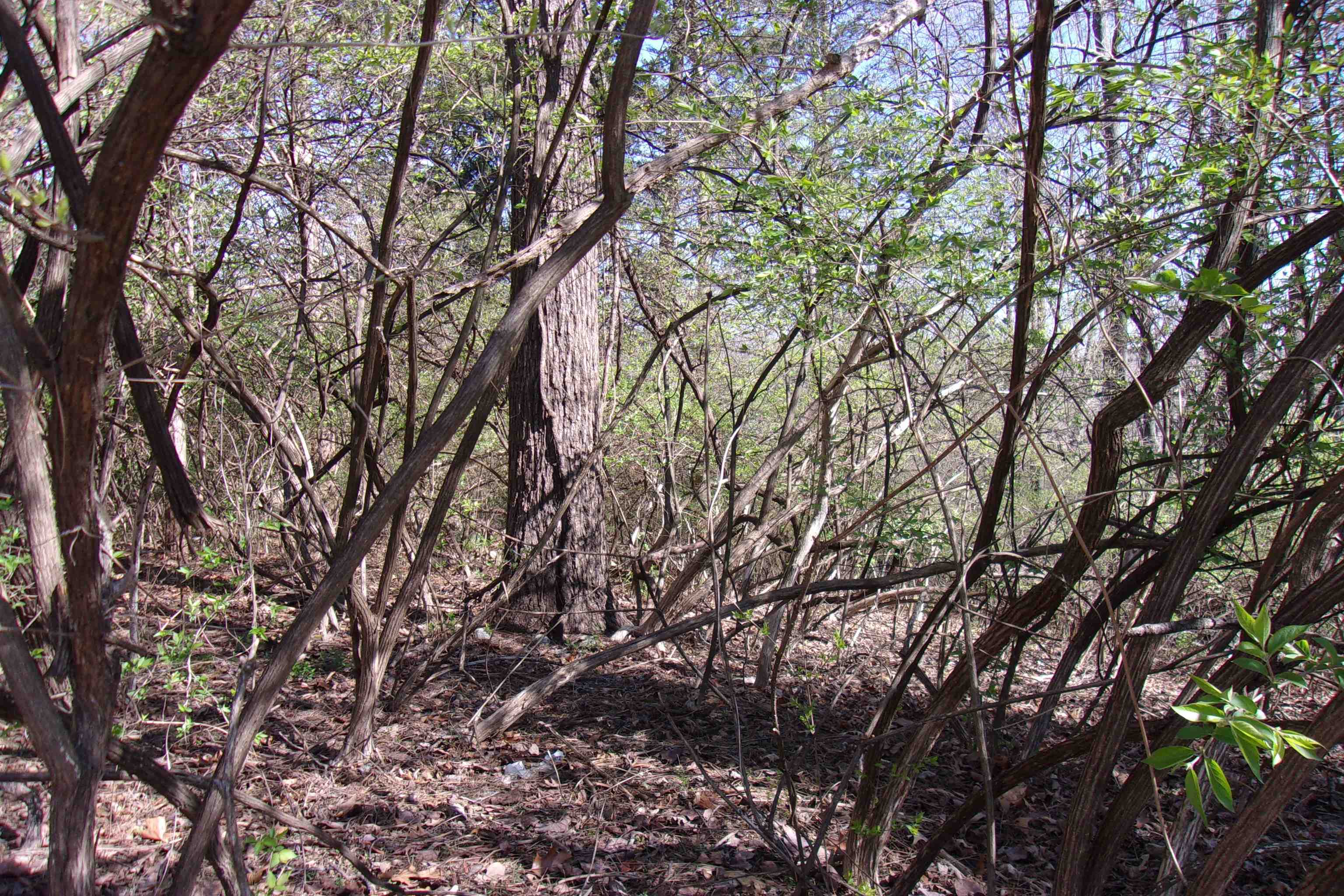 00 Alford  Bull Shoals, AR