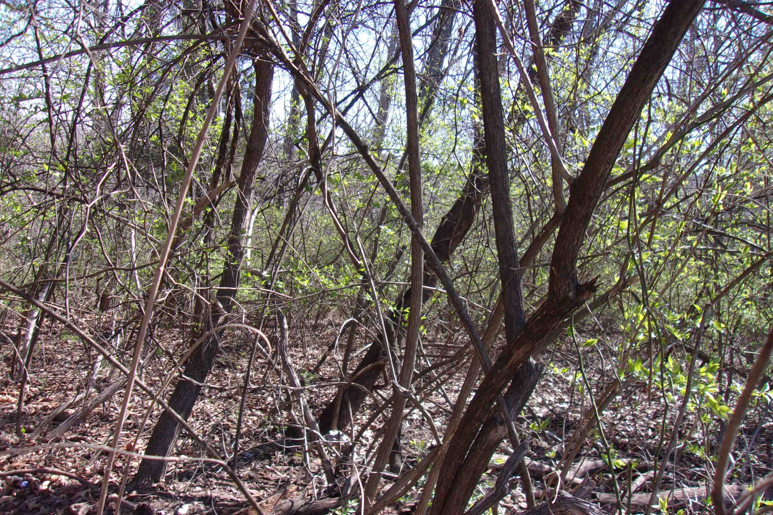 00 Alford  Bull Shoals, AR