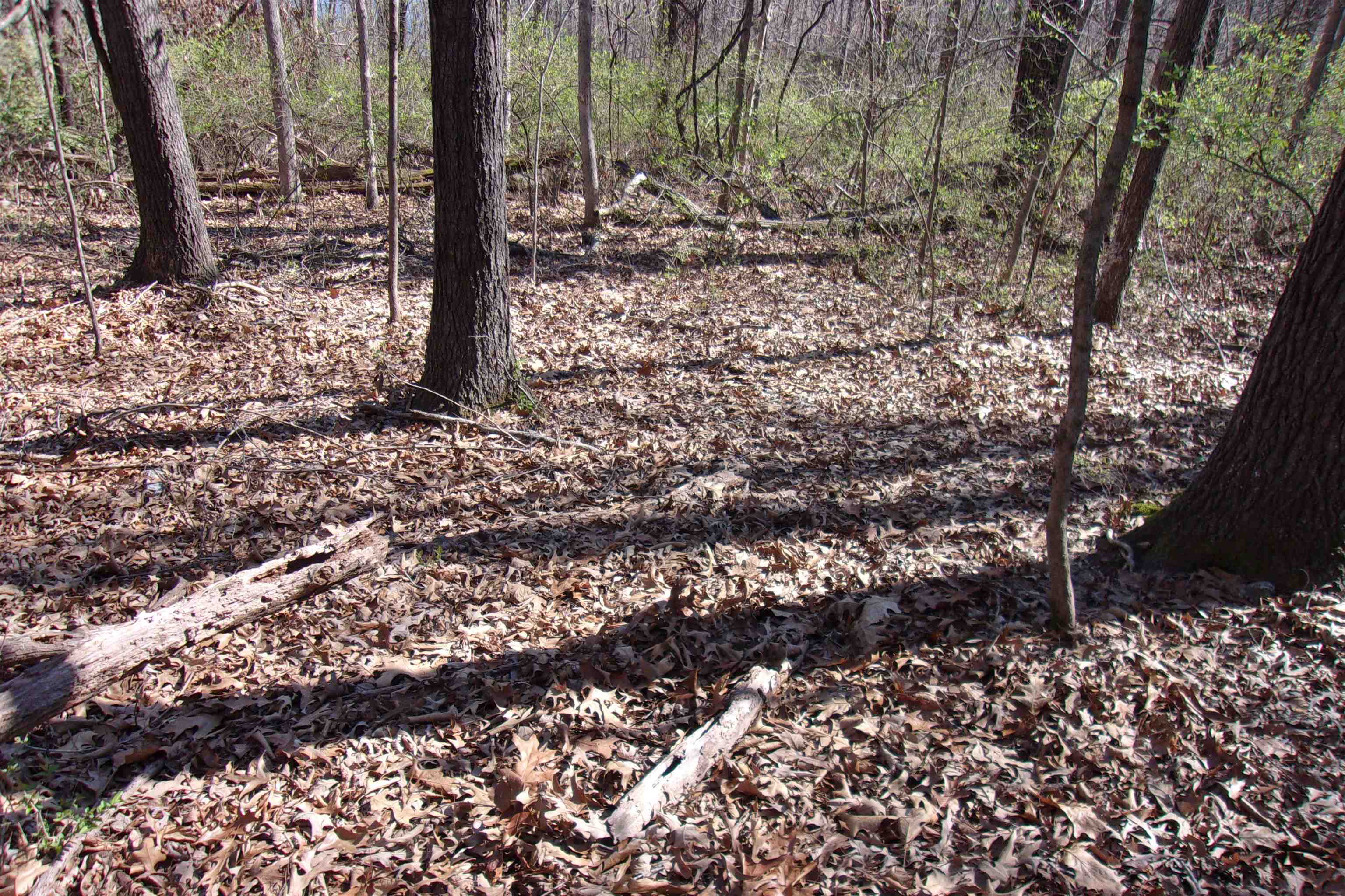 00 Alford  Bull Shoals, AR