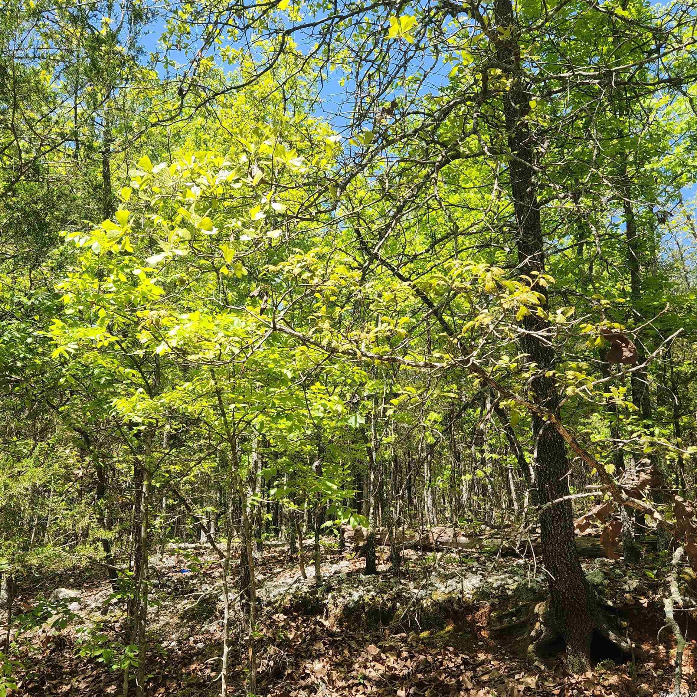 L-61 B-1 Kayenta  Cherokee Village, AR