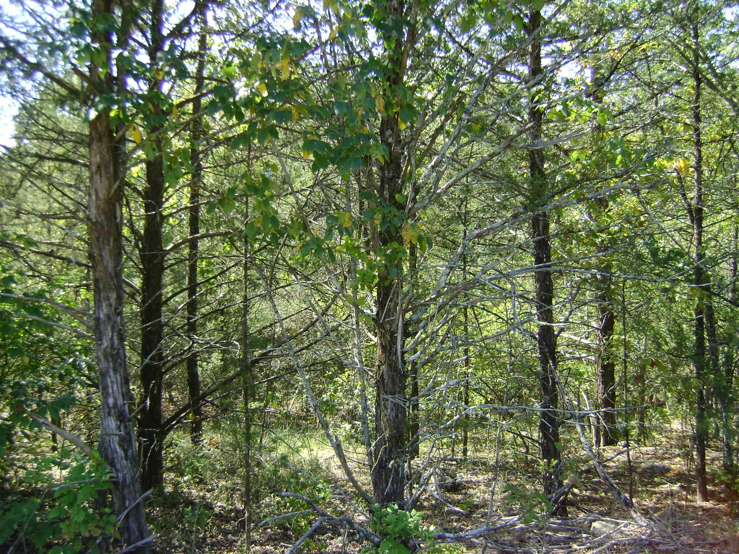 1711 Pleasant Valley Dr. 1108 Fairwater Circle Horseshoe Bend, AR