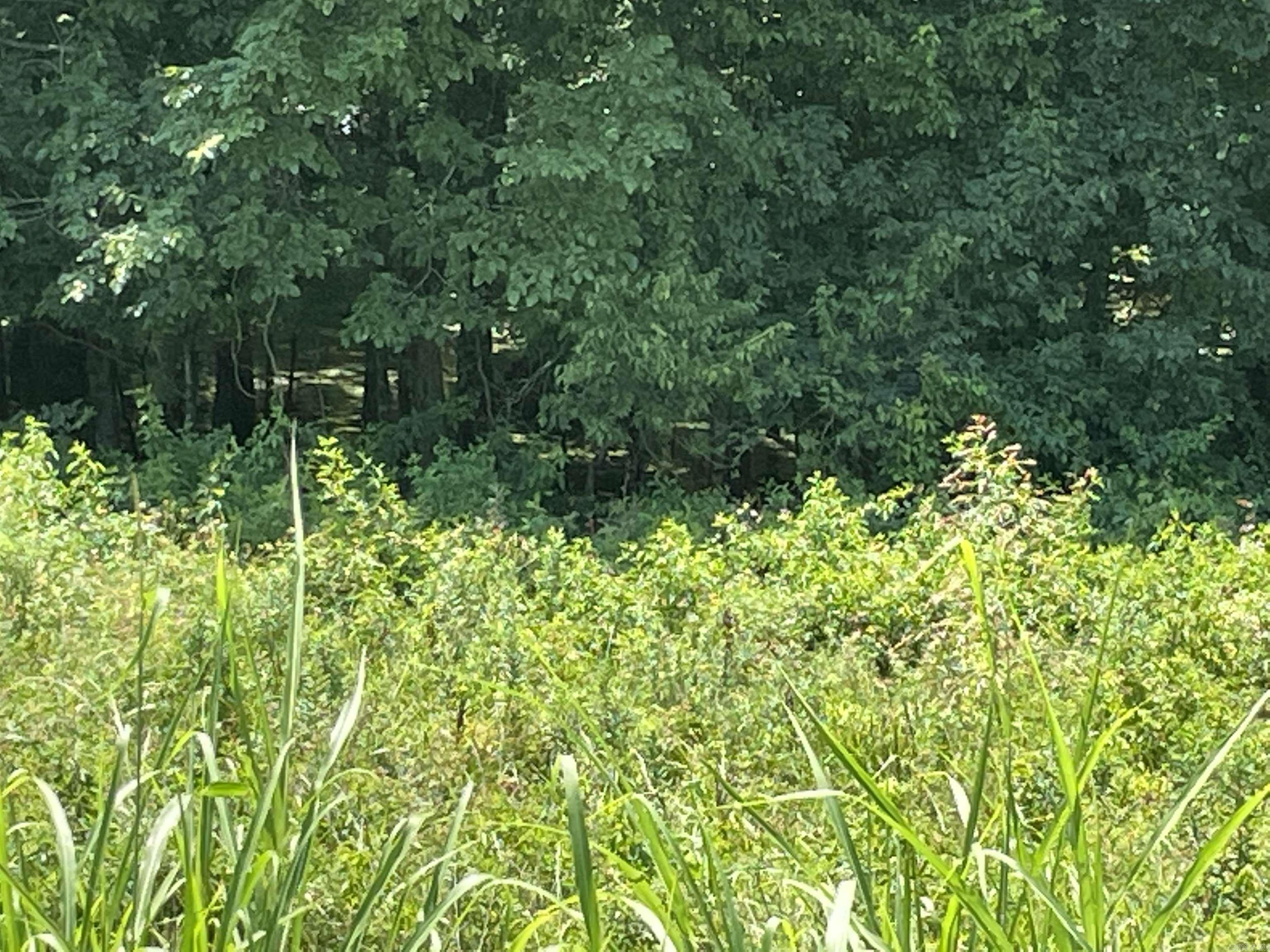 0000 Wibur D Mills  Tichnor, AR