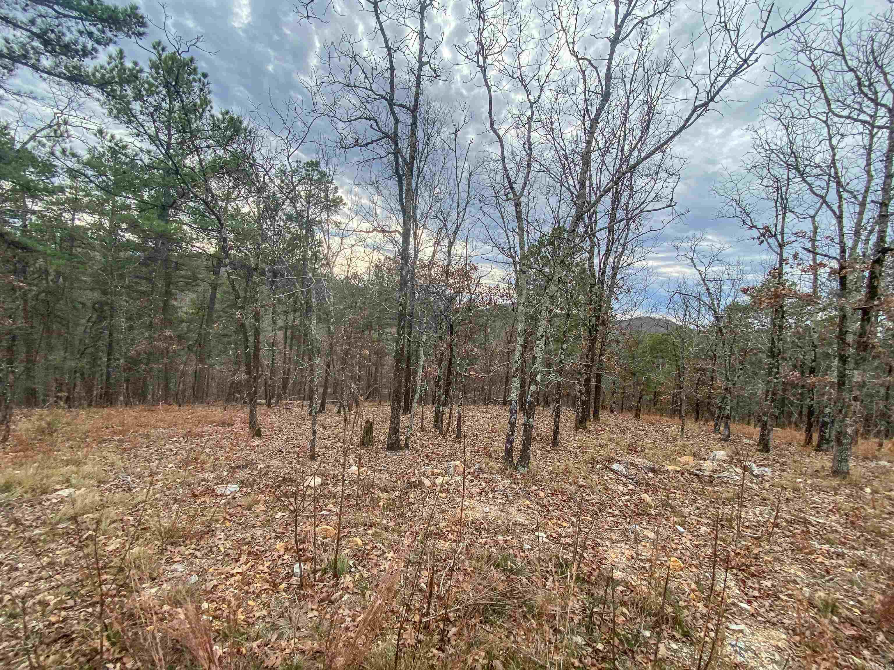 000 Shorthorn  Hot Springs, AR