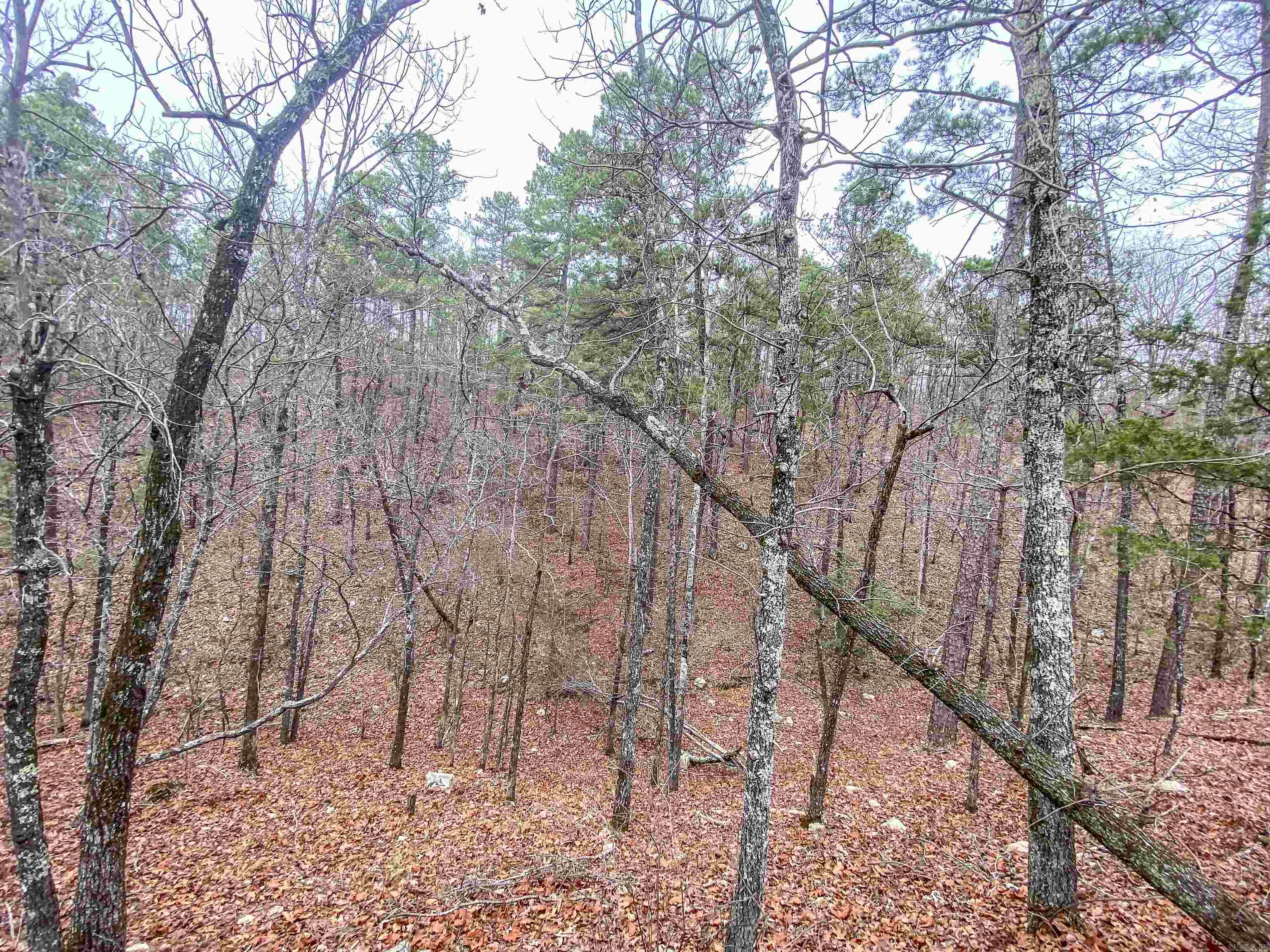 000 Shorthorn  Hot Springs, AR