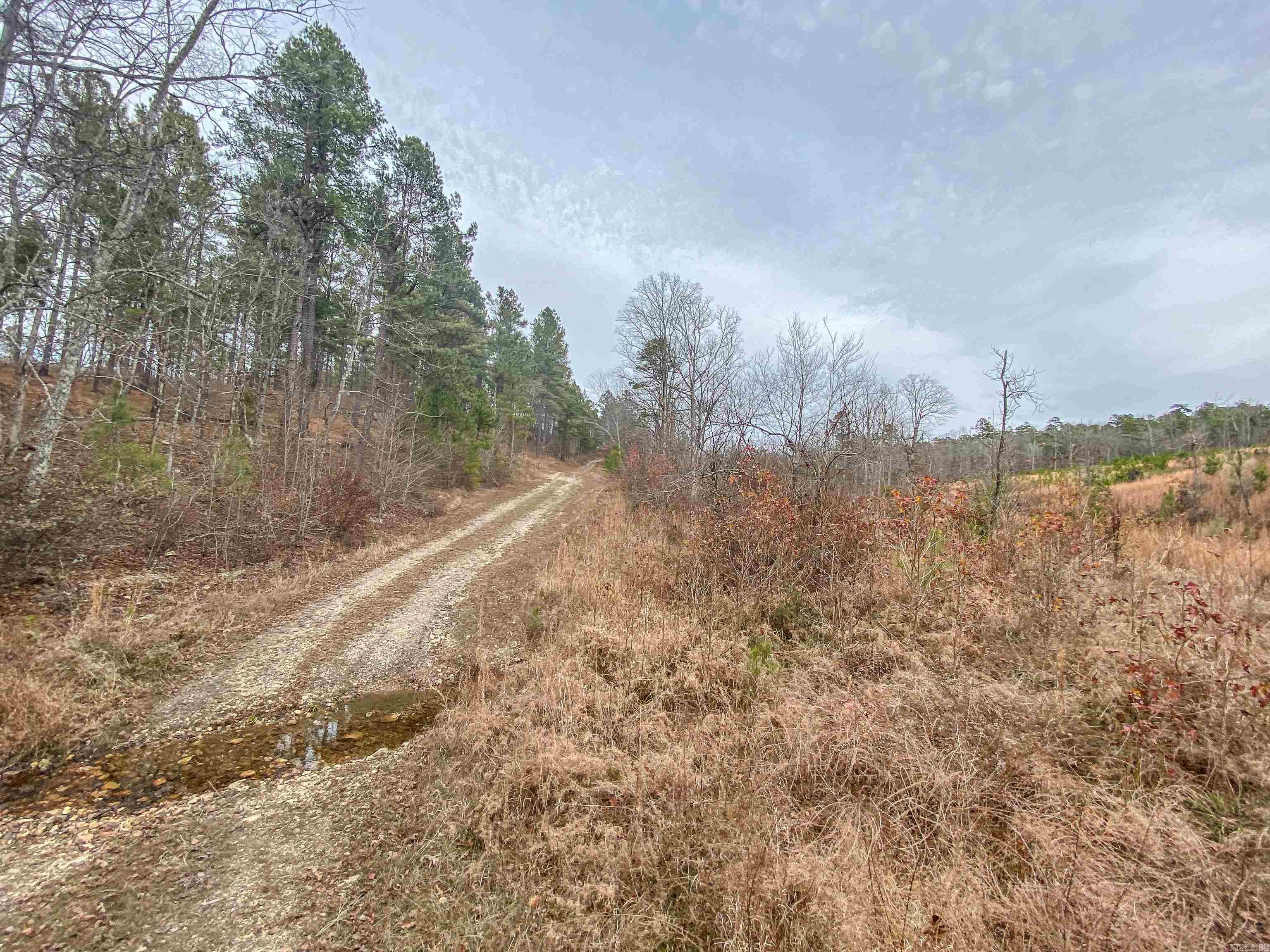 000 Shorthorn  Hot Springs, AR