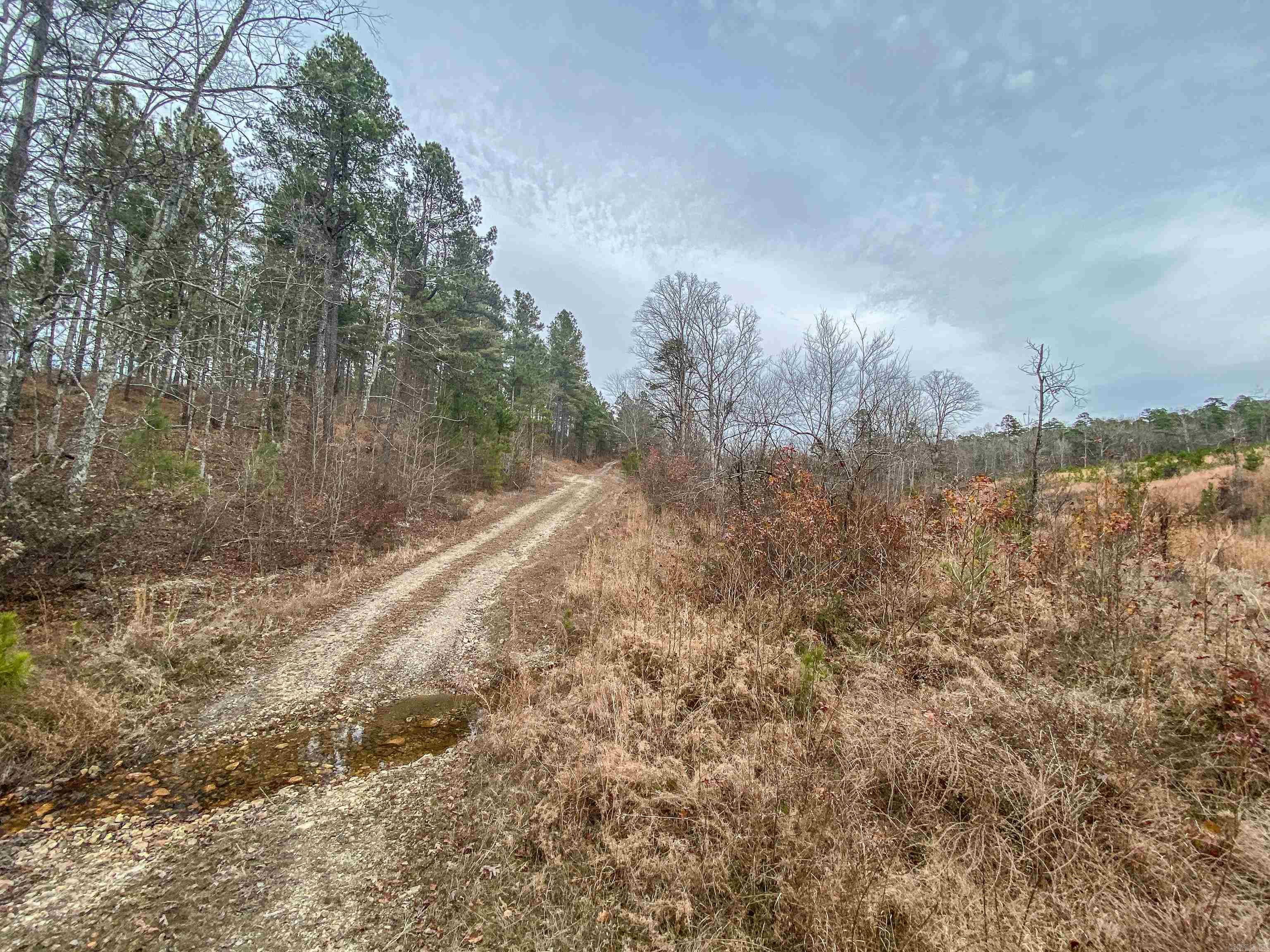 000 Shorthorn  Hot Springs, AR