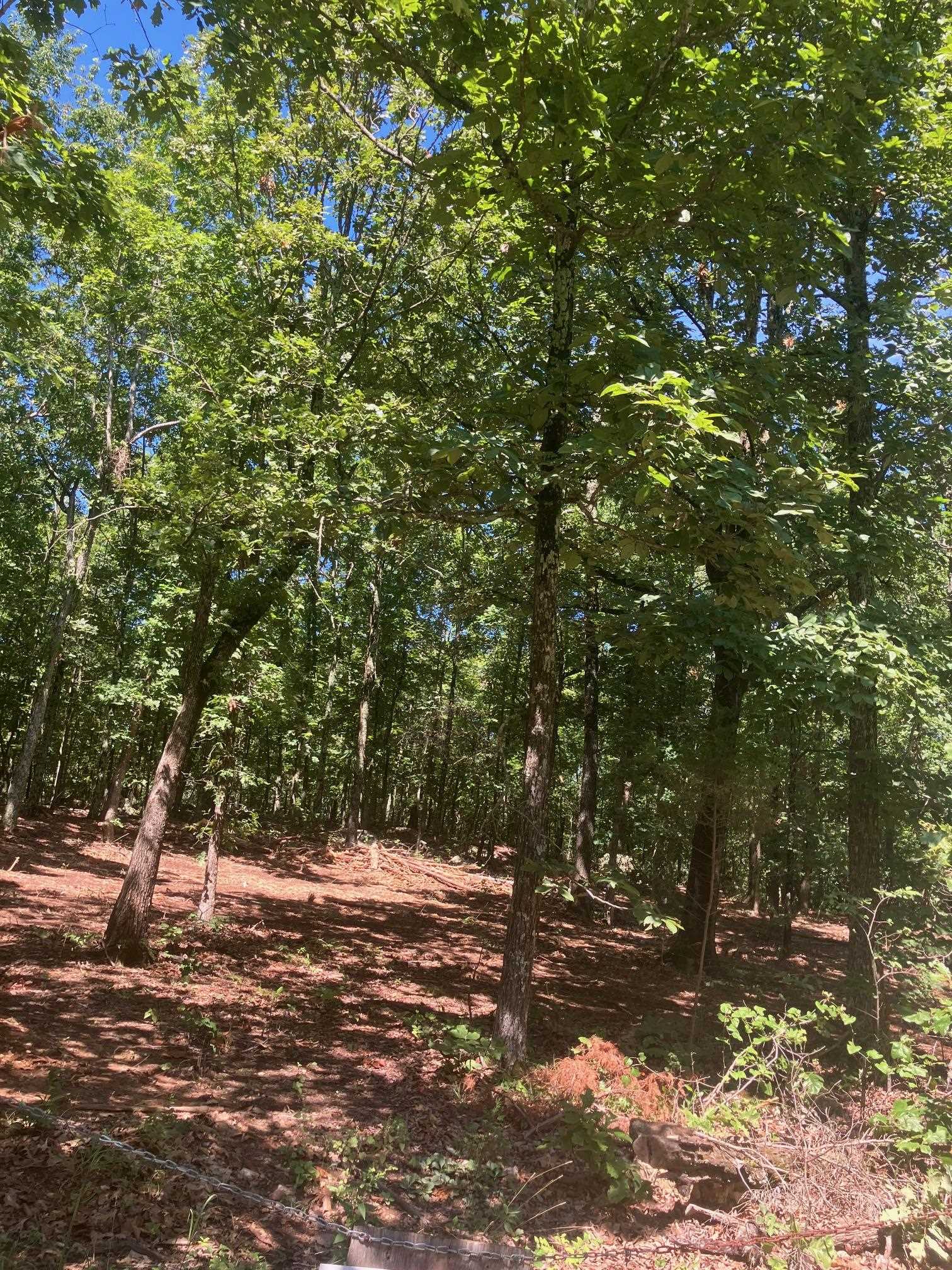 605 Lone Oak Road  Williford, AR