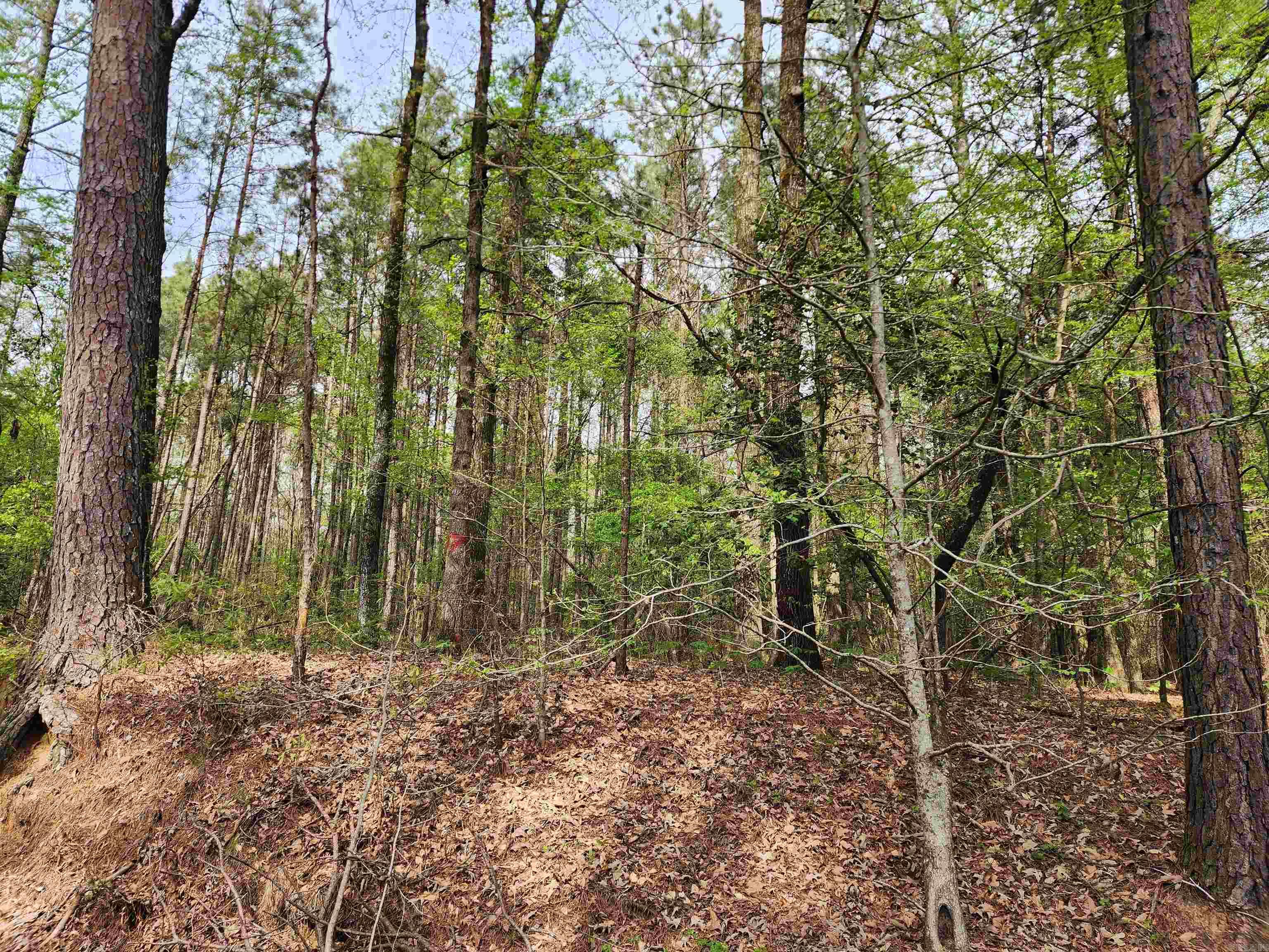 15.56 Acres Ouachita 63  Louann, AR