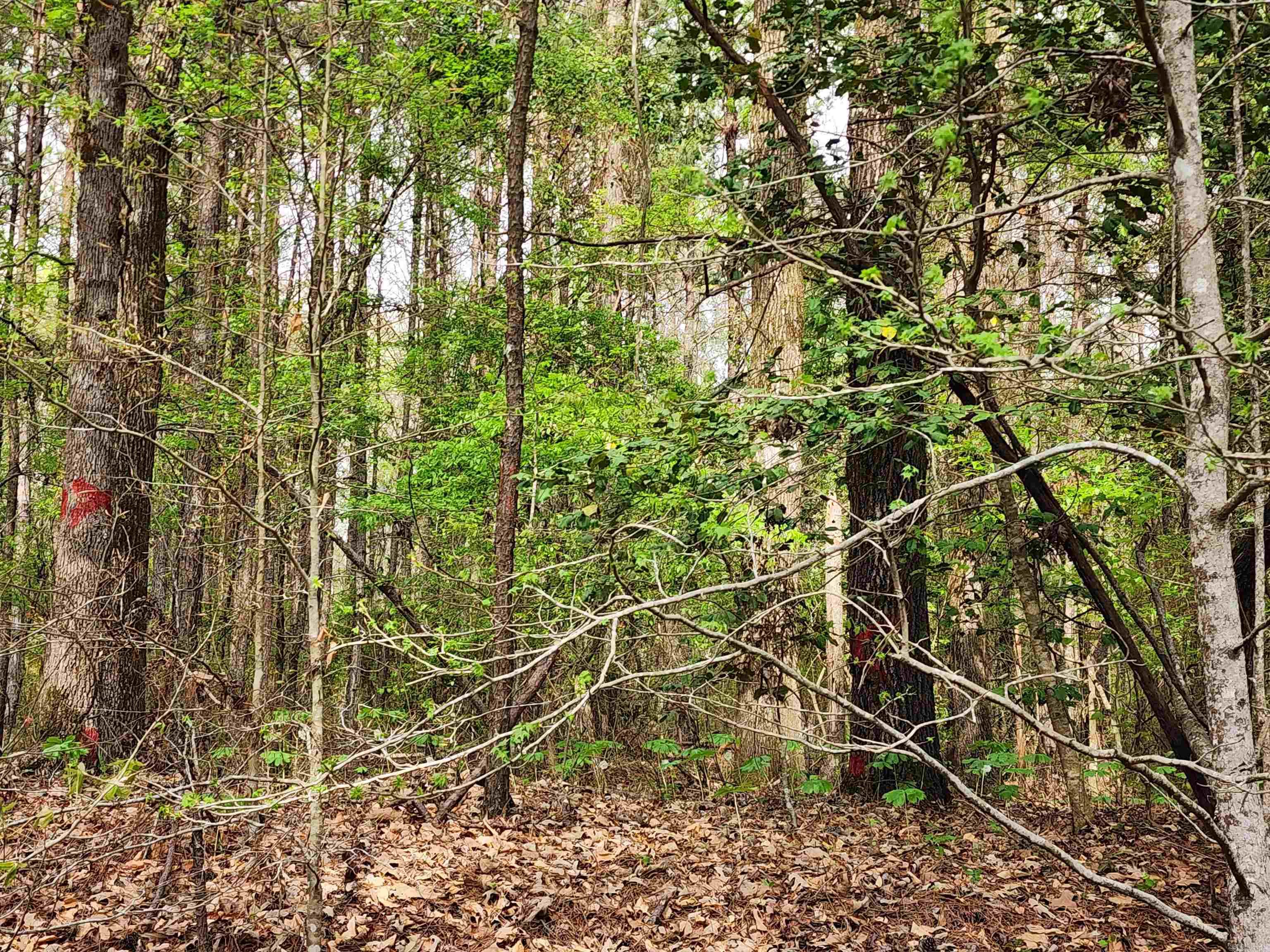 15.56 Acres Ouachita 63  Louann, AR