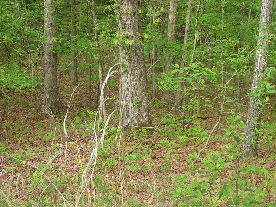  Cochise  Cherokee Village, AR