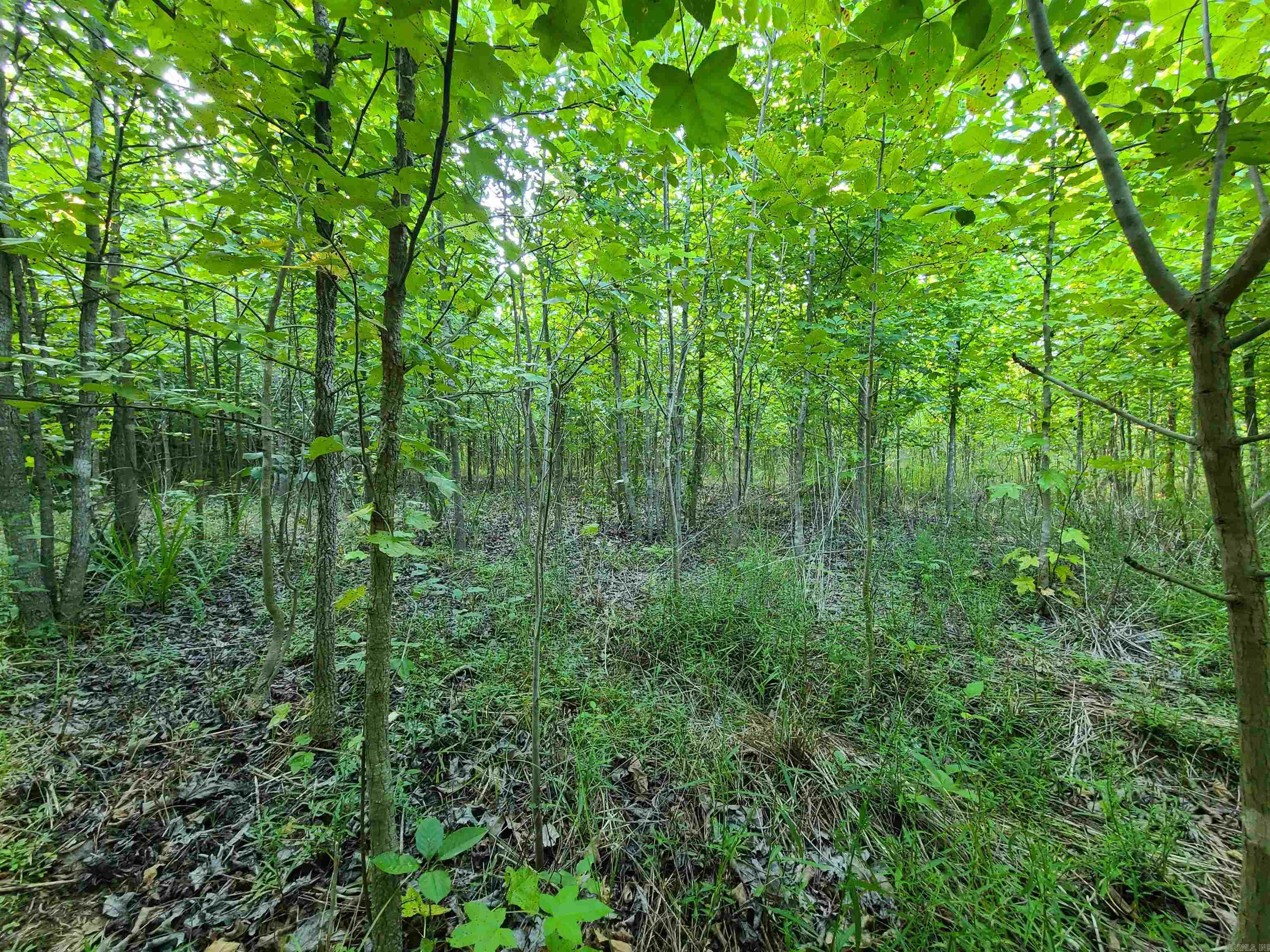 2406 Clay 247  Corning, AR