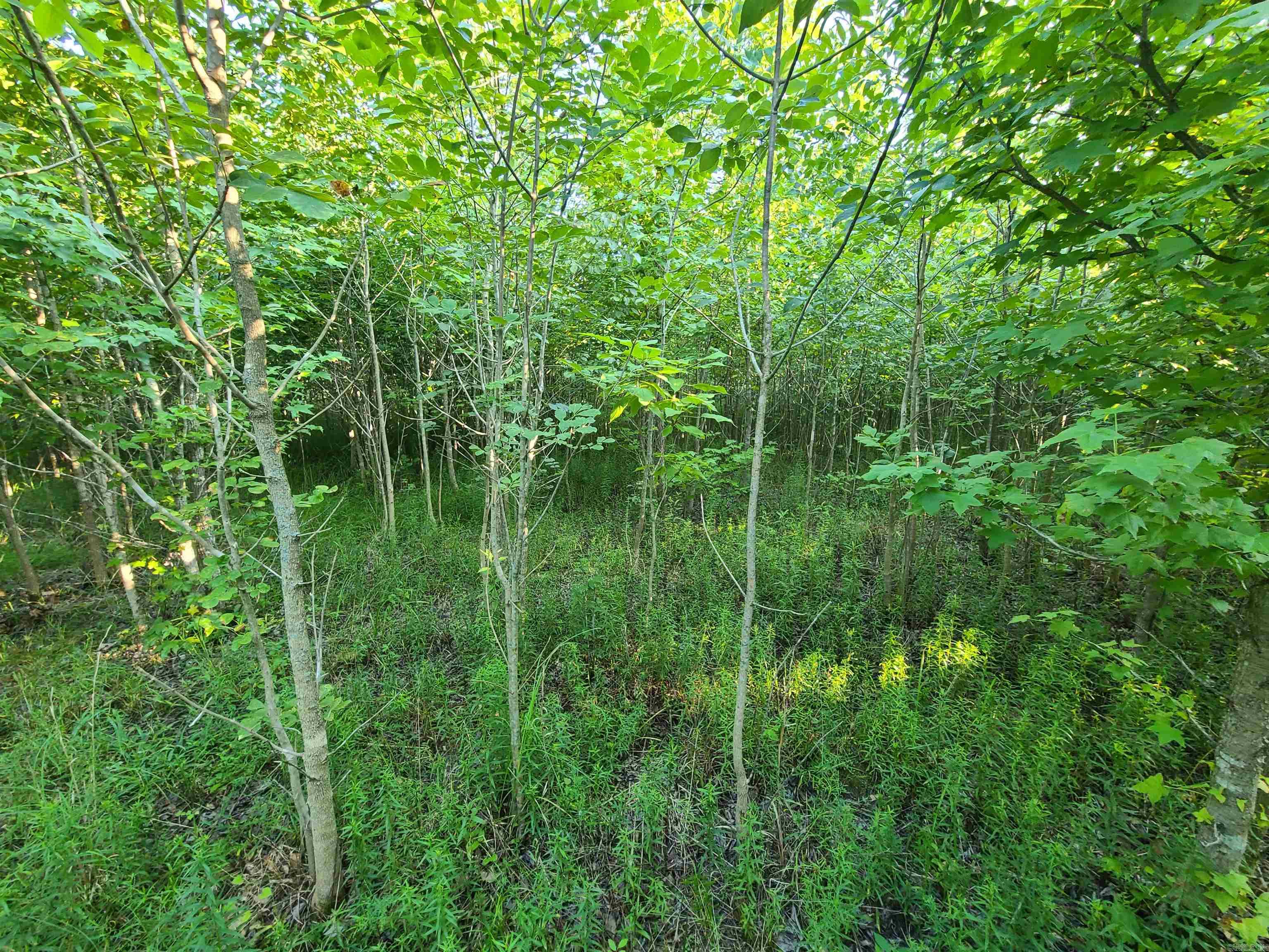 2406 Clay 247  Corning, AR