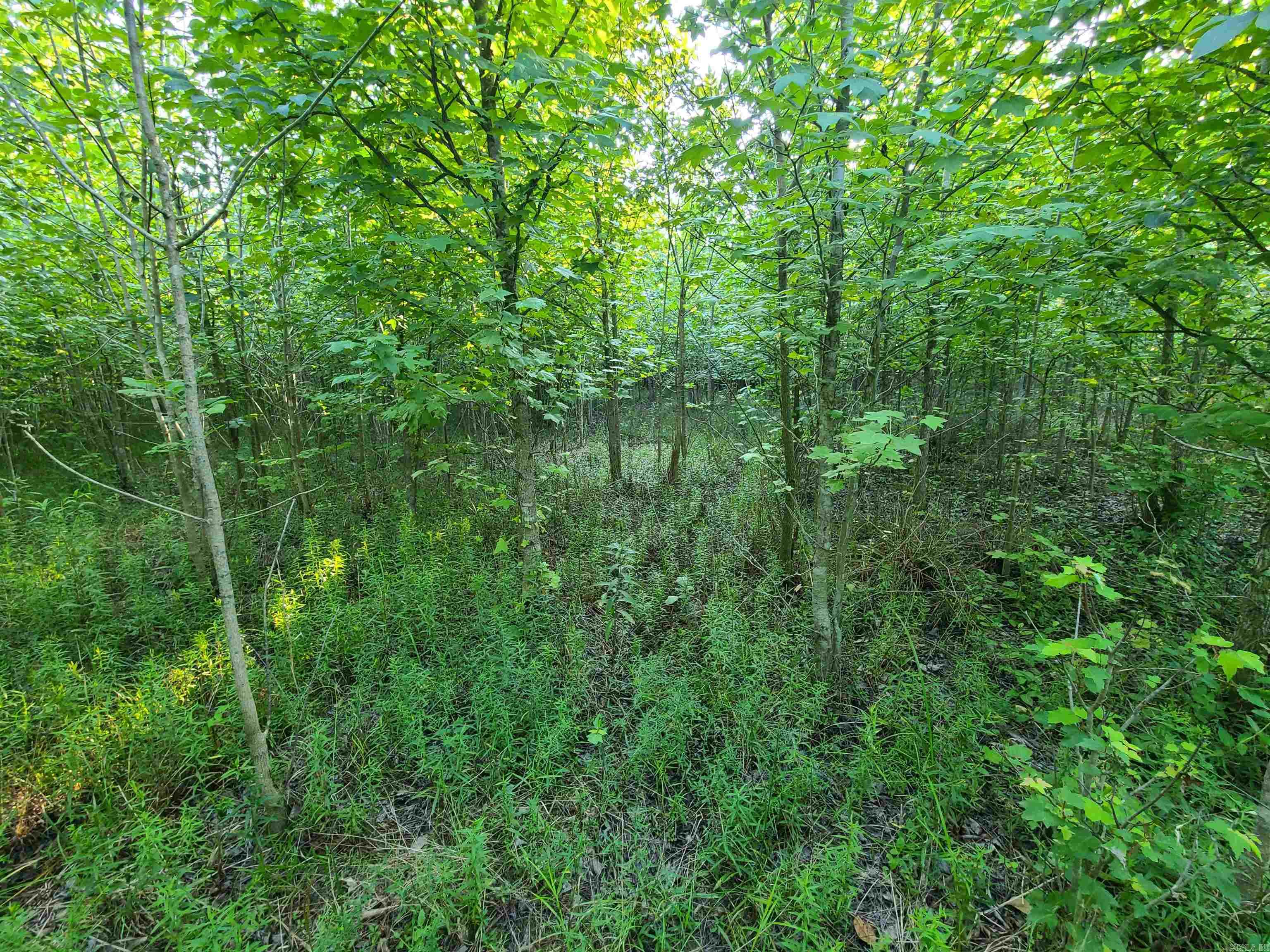 2406 Clay 247  Corning, AR