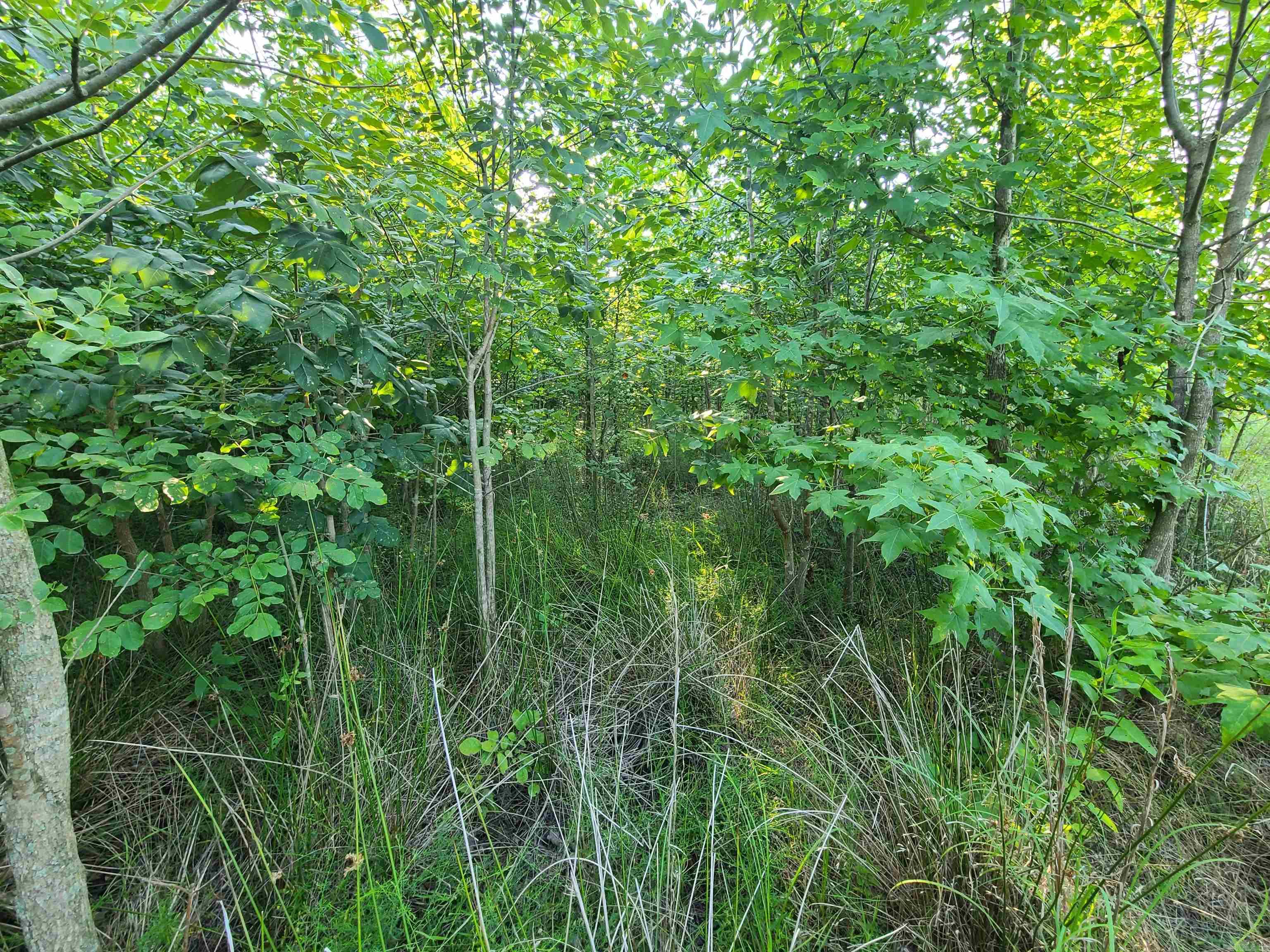 2406 Clay 247  Corning, AR