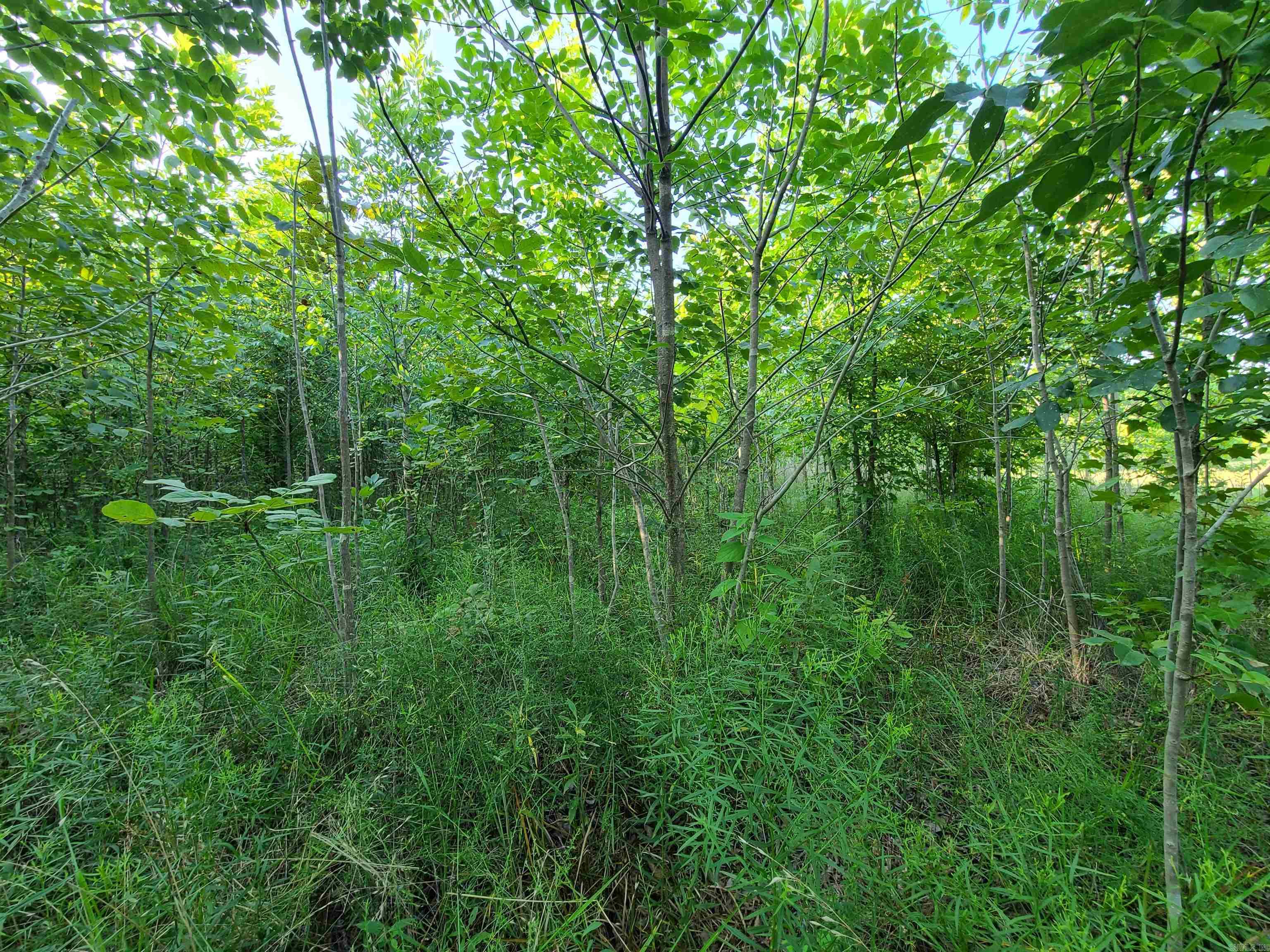 2406 Clay 247  Corning, AR