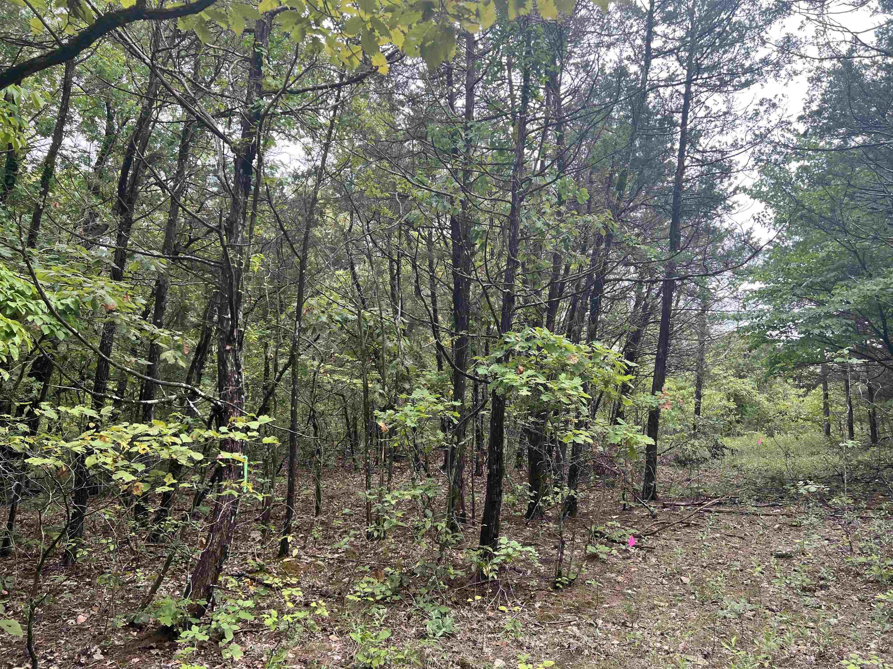  Grassy Gap  Harrison, AR