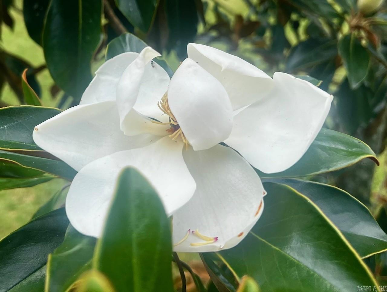 154 McJester Road Pangburn, AR 72121