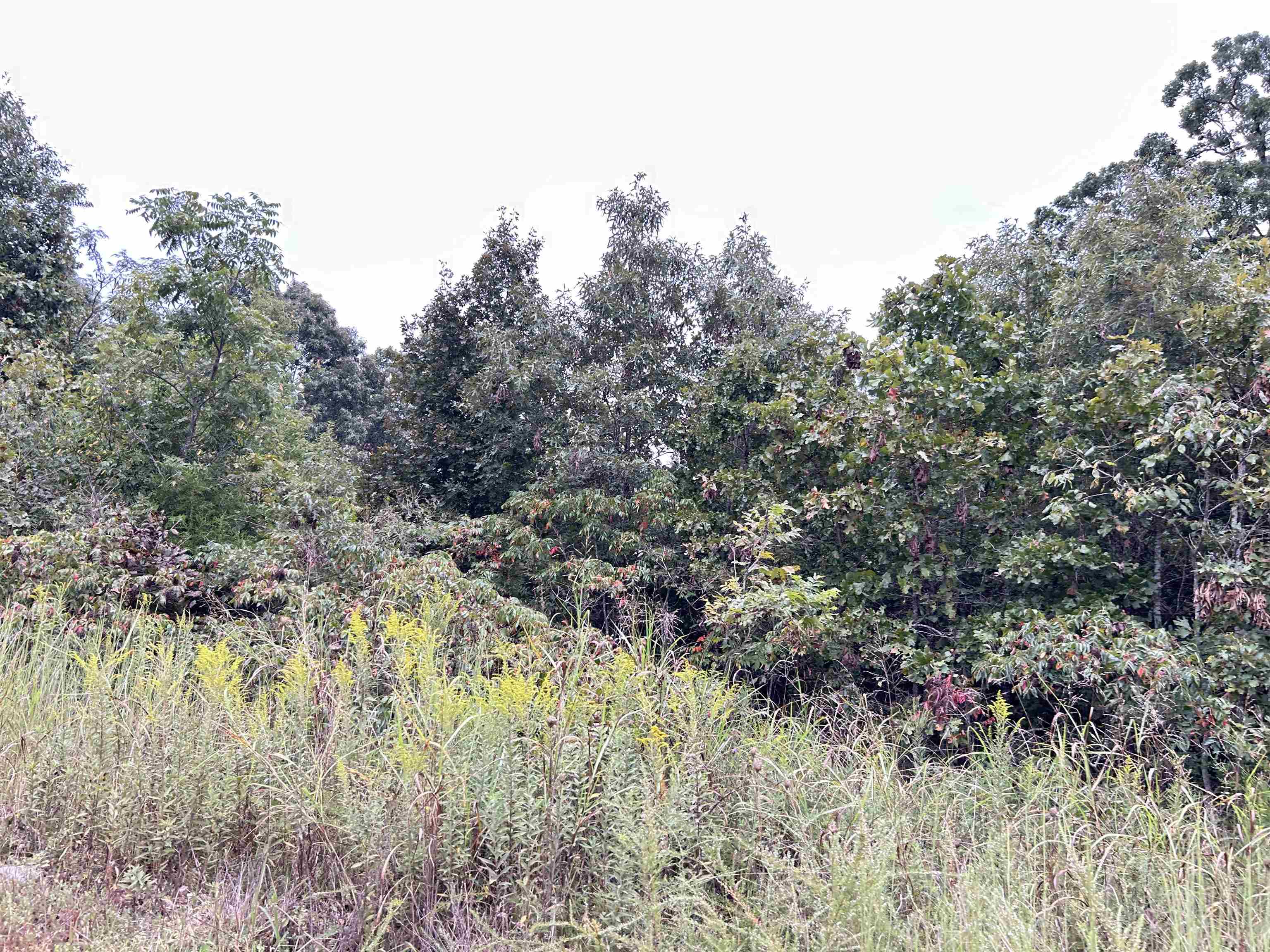 Lots 3,4,5 Martin  Ash Flat, AR