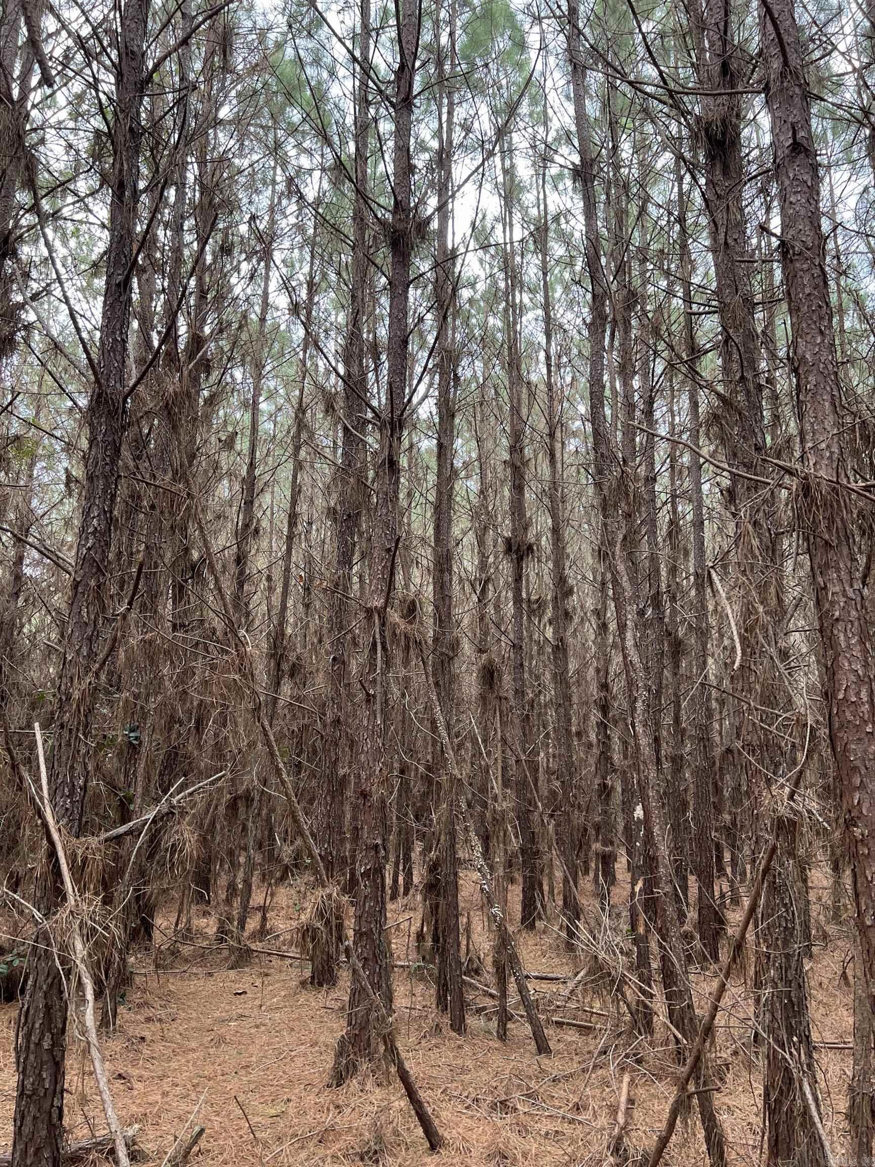  Sparkman East 25  Sparkman, AR