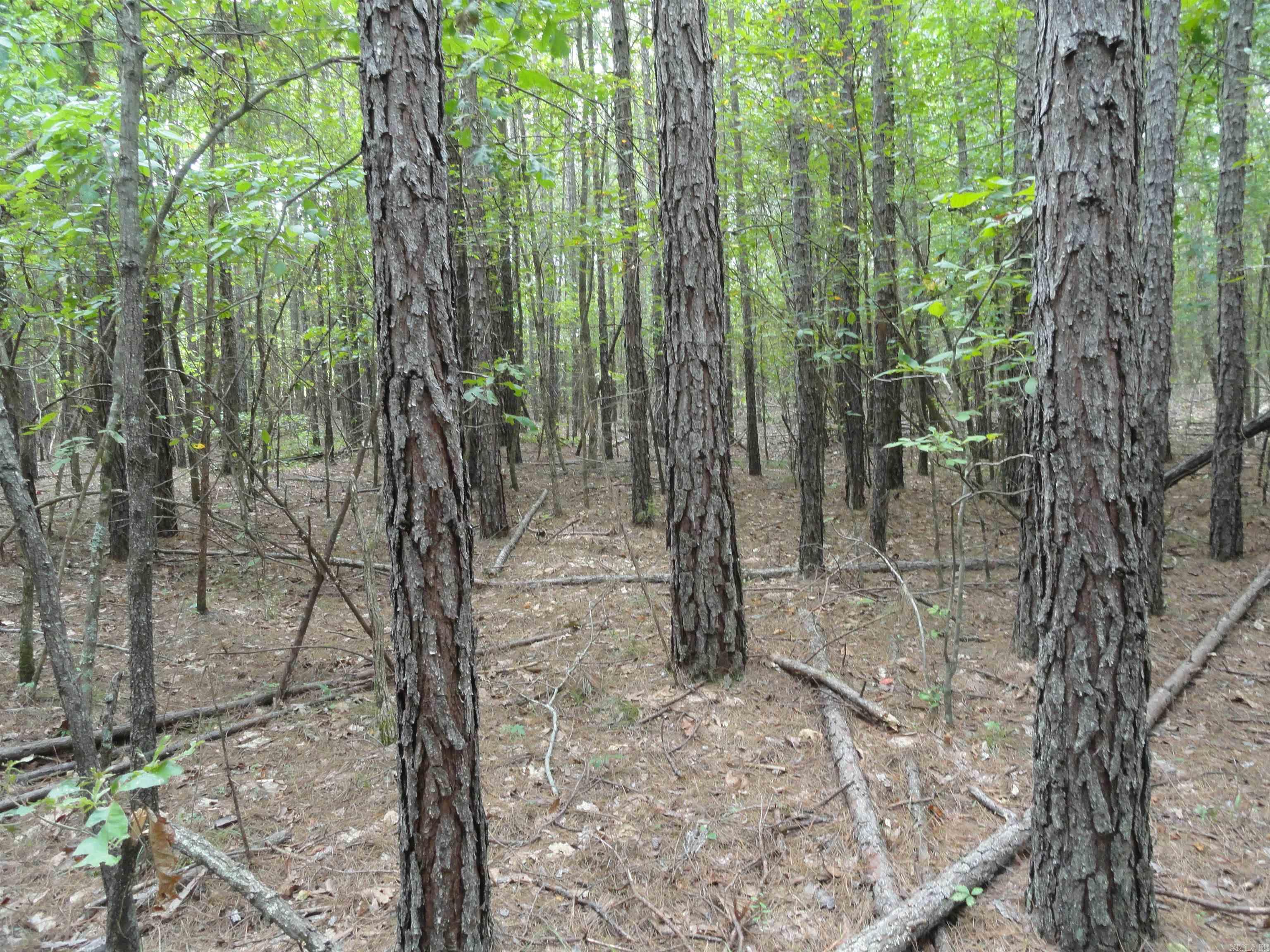 000 Baxter CR 128 Calico Rock, AR 72519