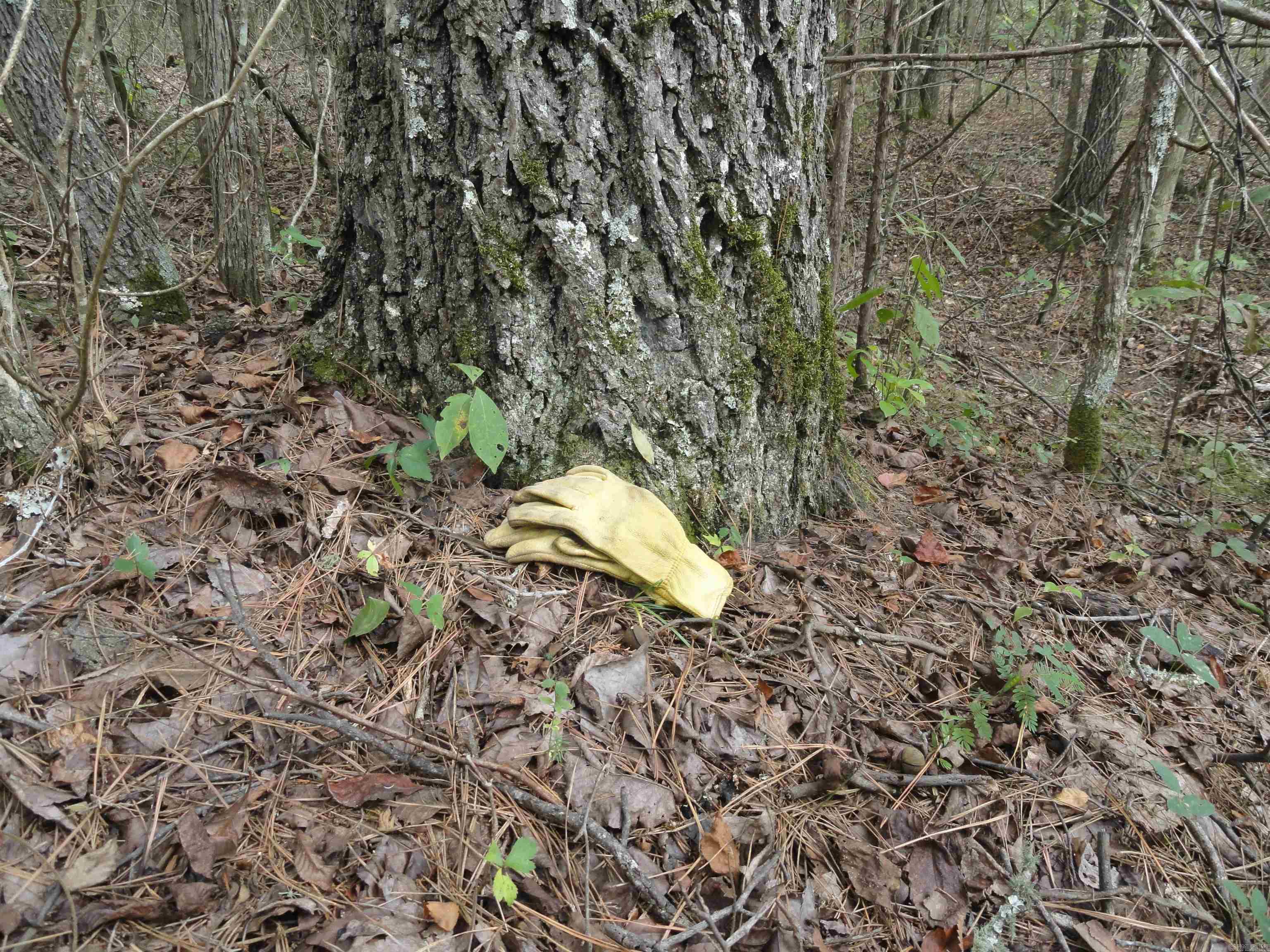 000 Baxter CR 128 Calico Rock, AR 72519