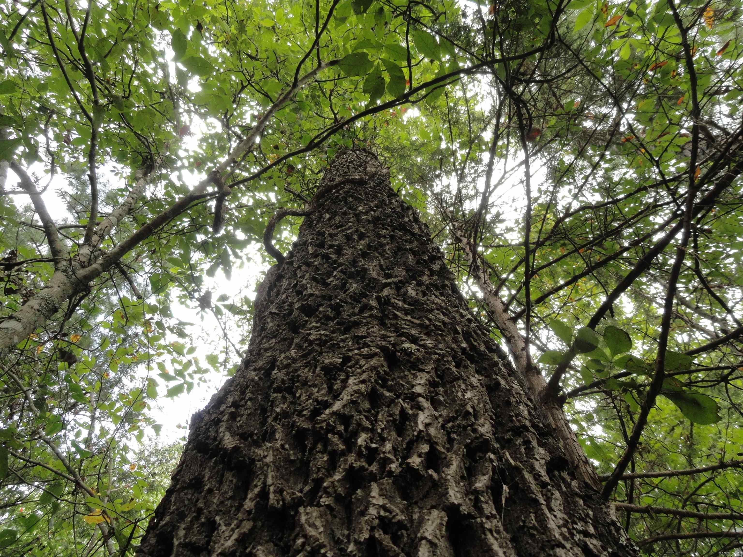 000 Baxter CR 128 Calico Rock, AR 72519