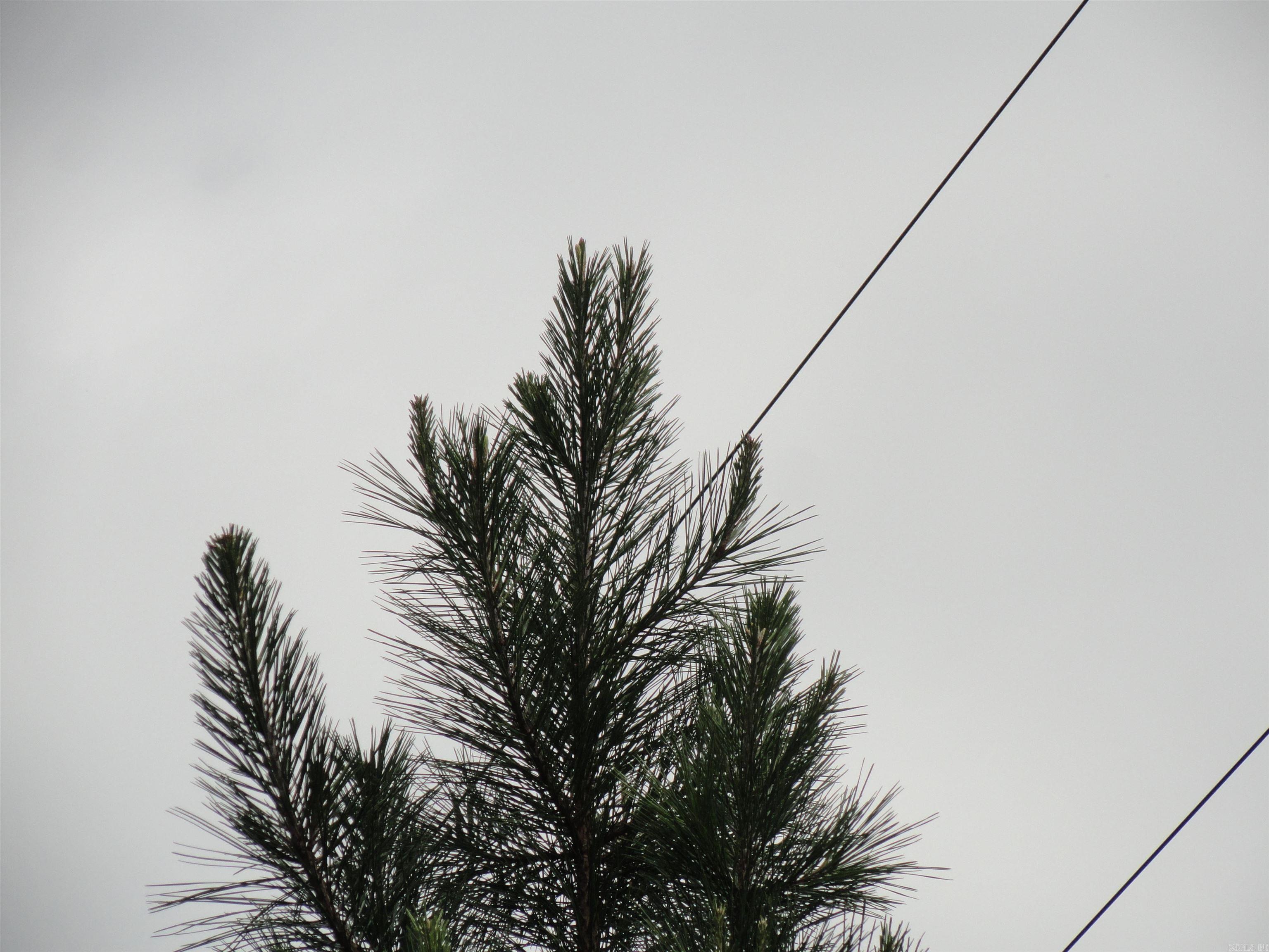 000 Baxter CR 128 Calico Rock, AR 72519