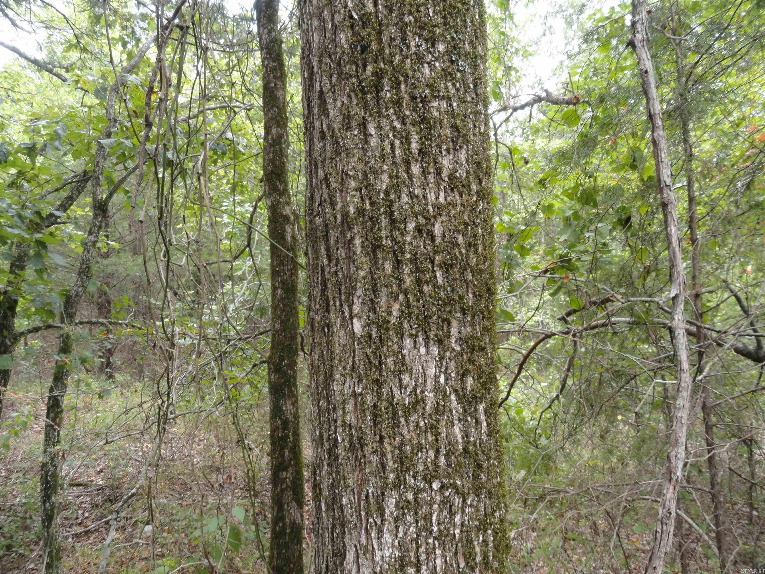 000 Baxter CR 128 Calico Rock, AR 72519