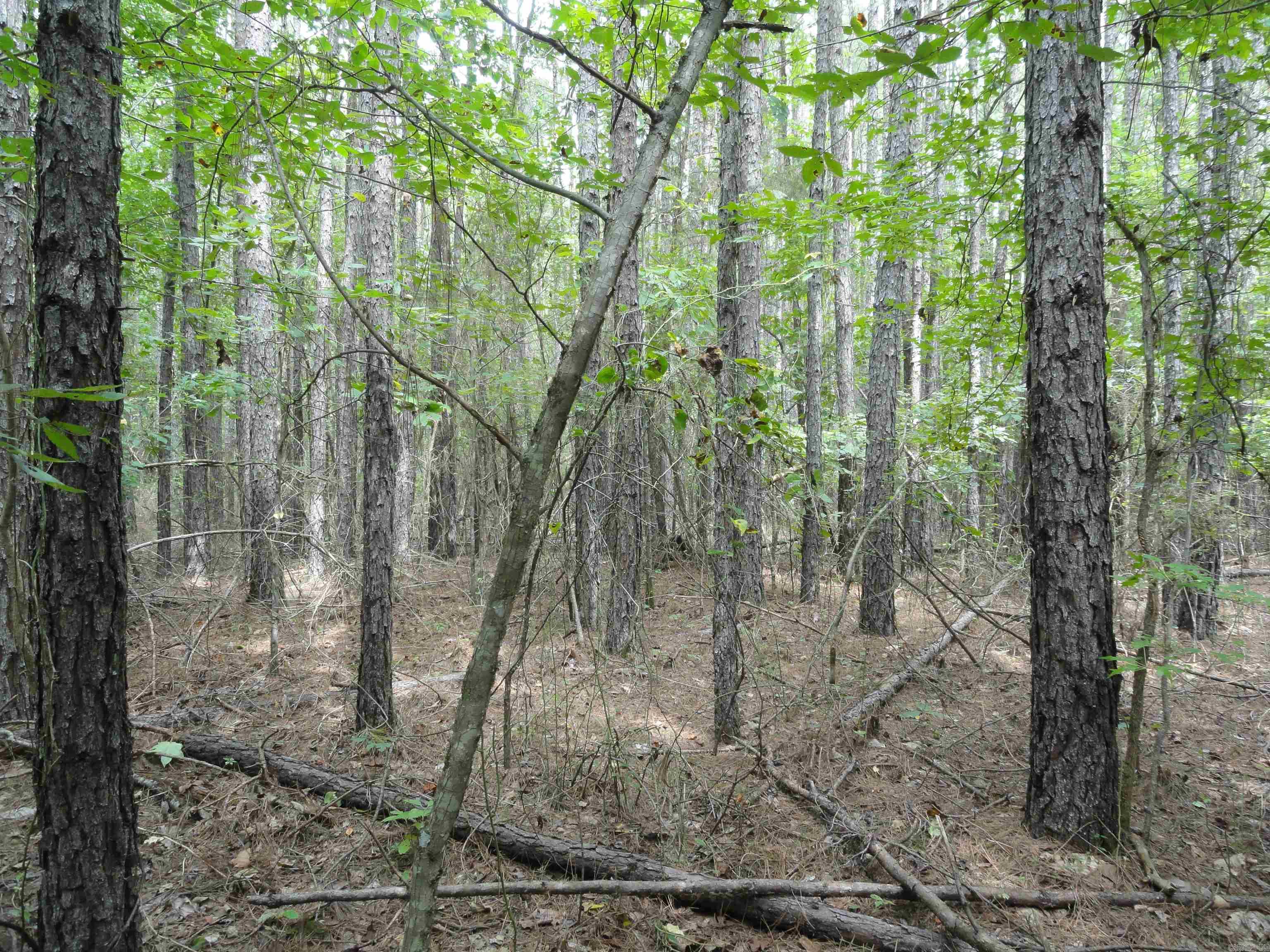 000 Baxter CR 128 Calico Rock, AR 72519