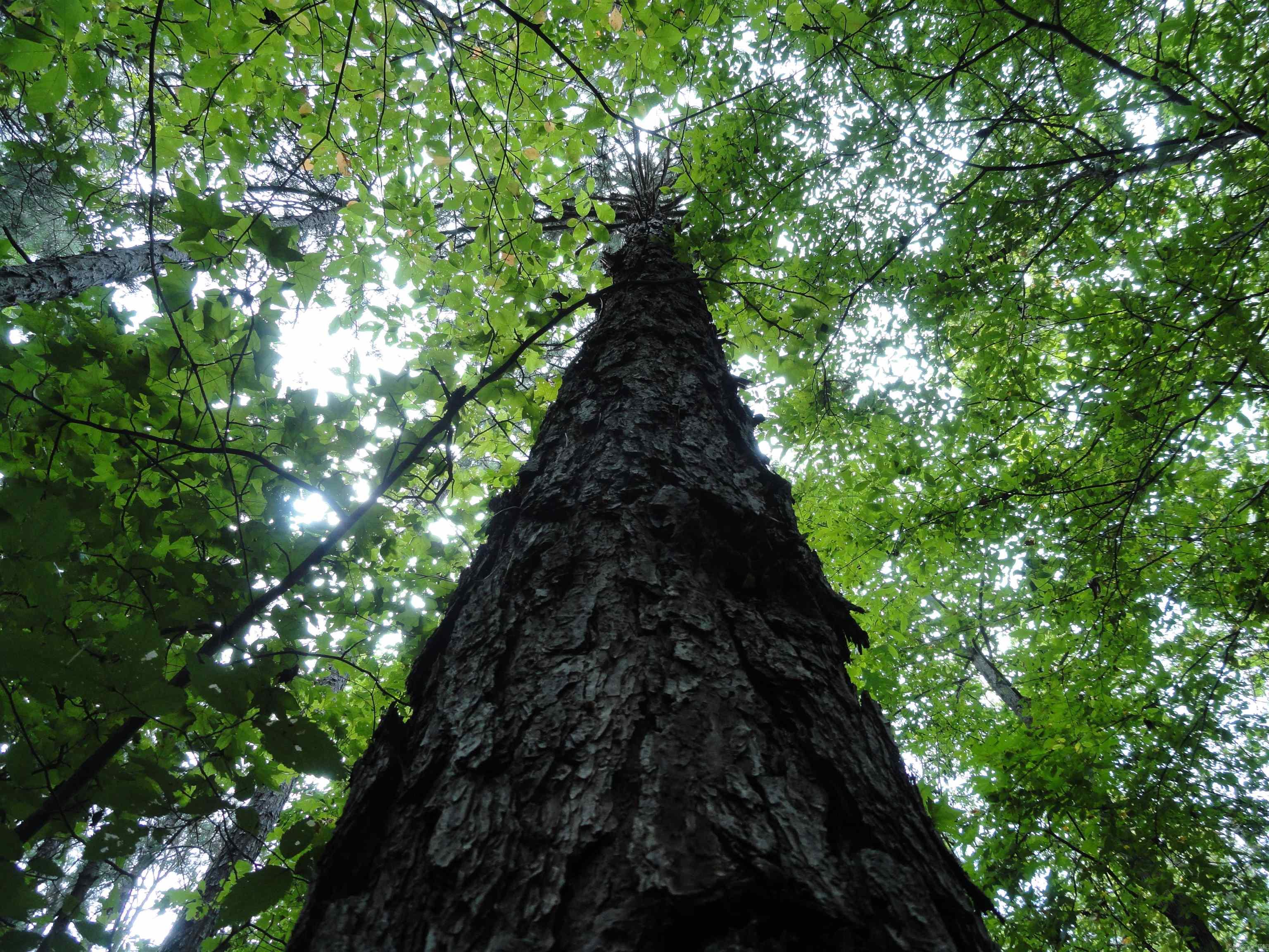 000 Baxter CR 128 Calico Rock, AR 72519