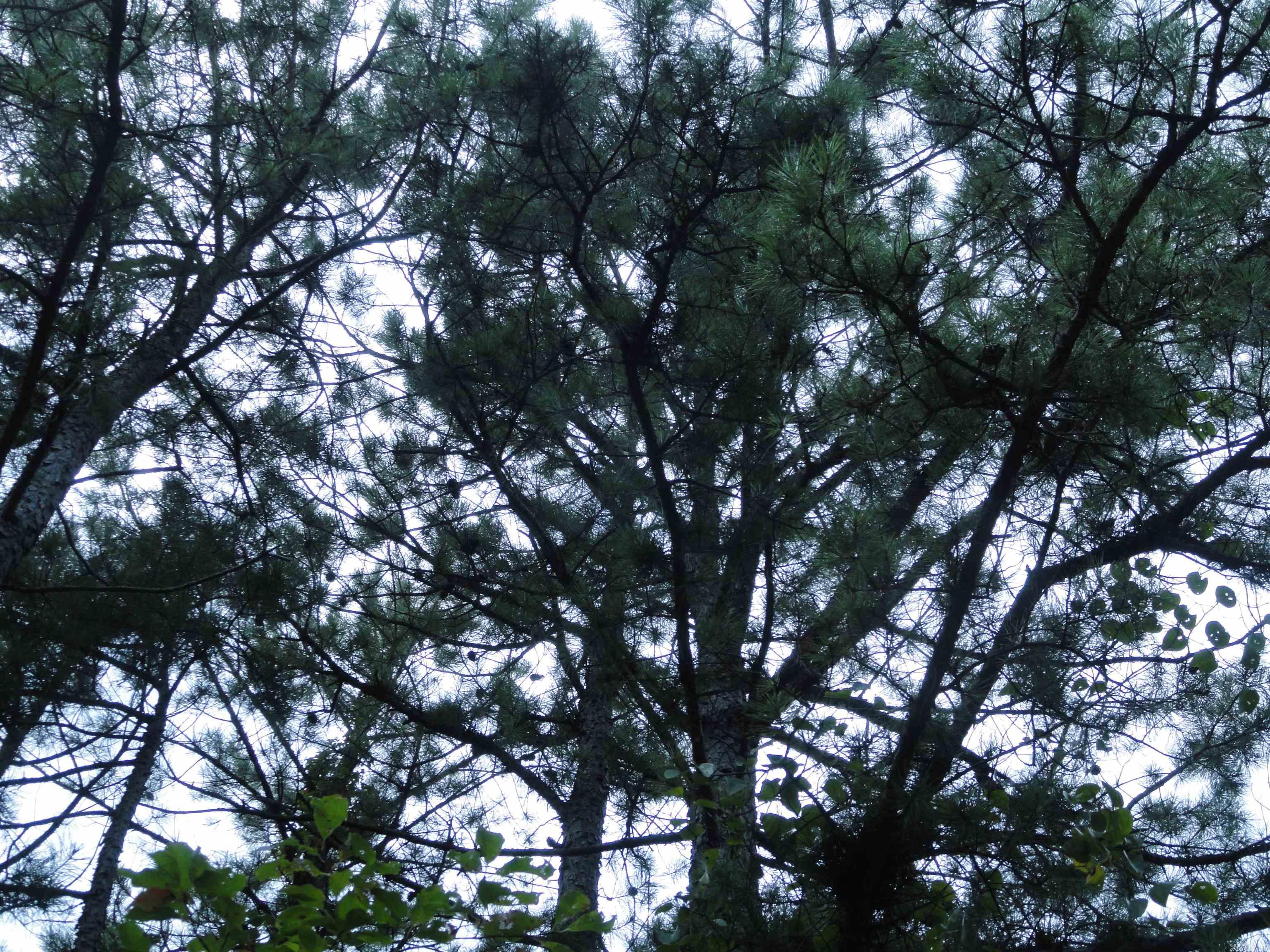 000 Baxter CR 128 Calico Rock, AR 72519