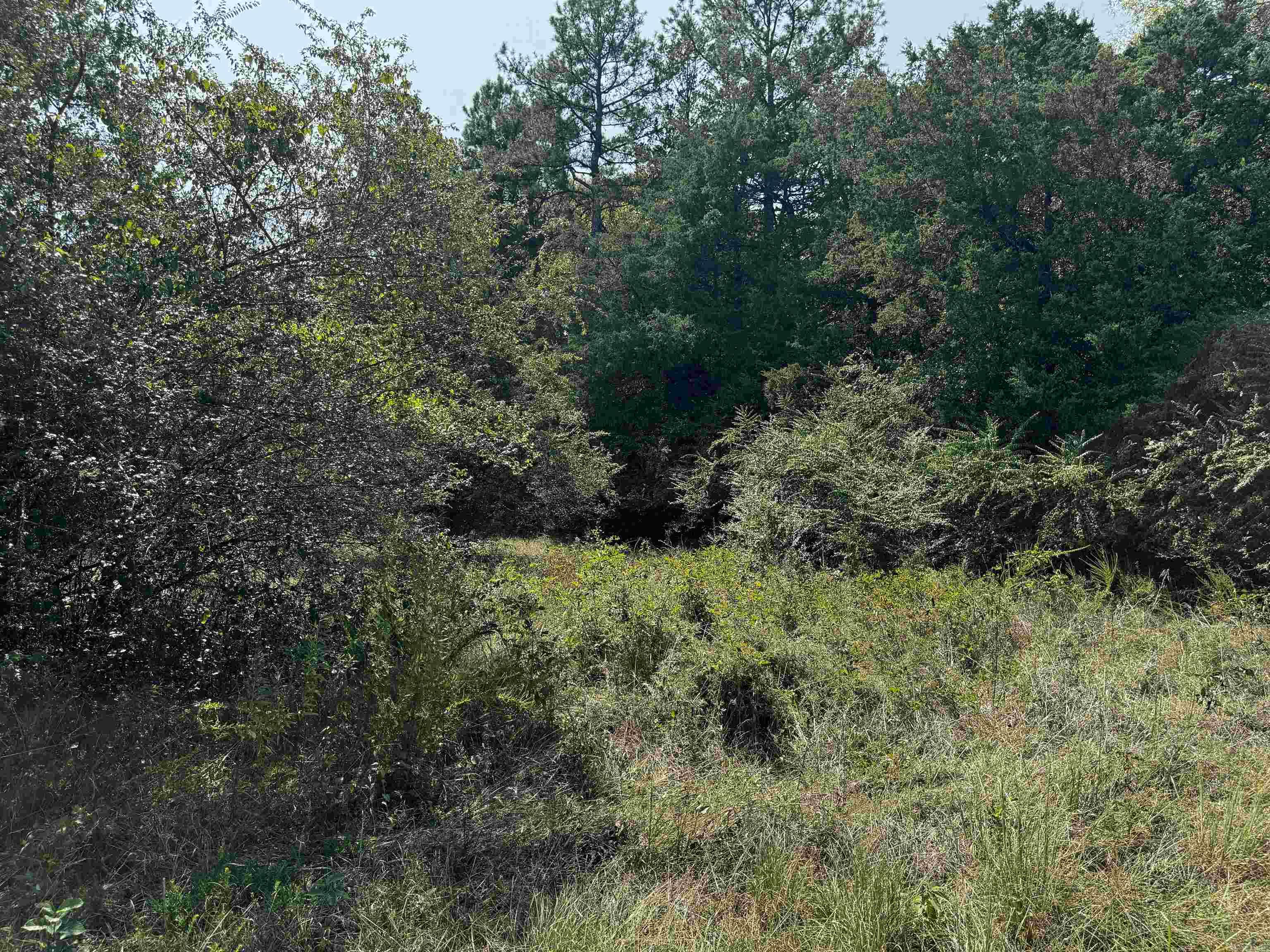 TBD W HWY 88  Oden, AR