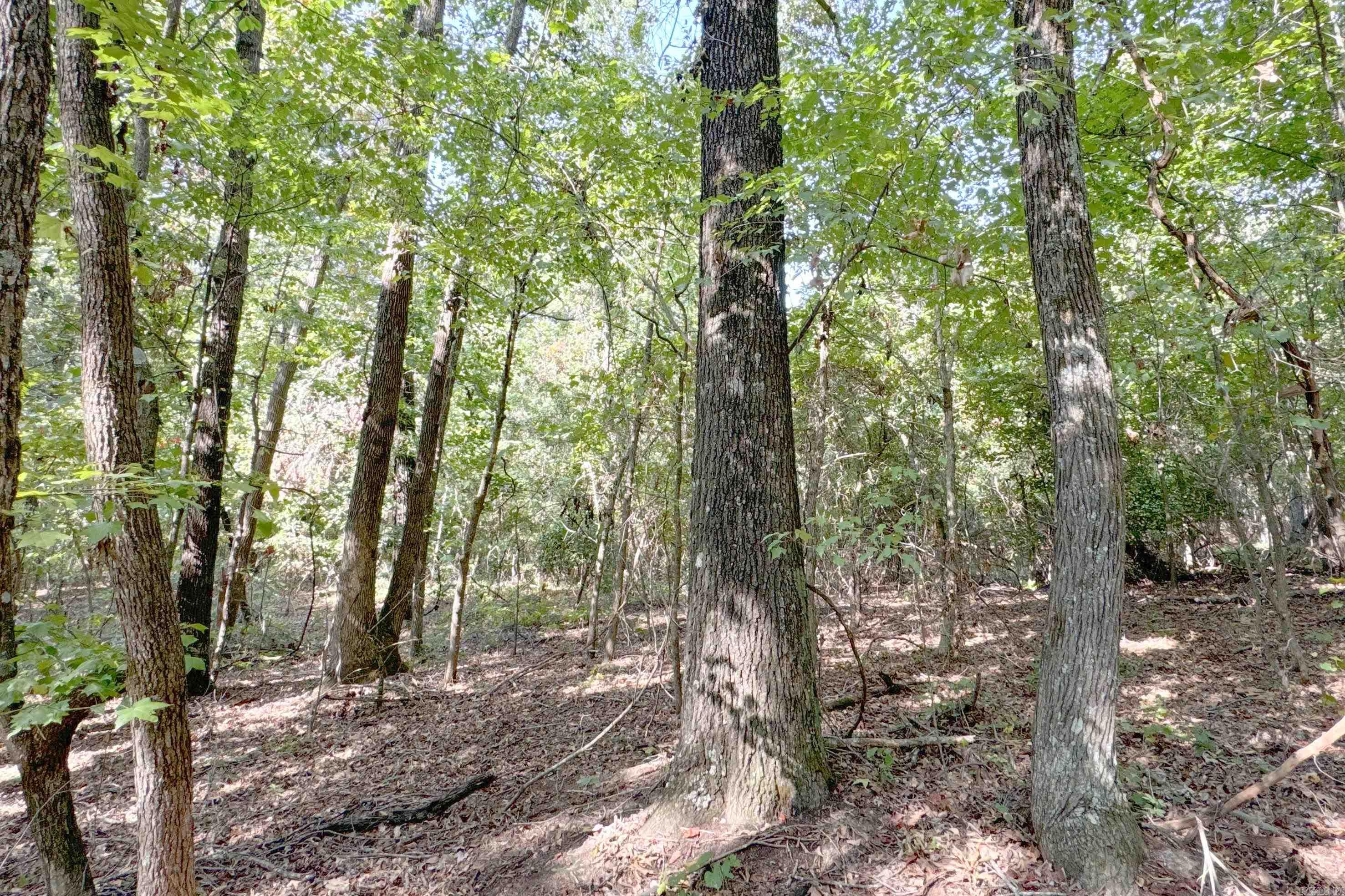  Clay County Rd. 408  Rector, AR