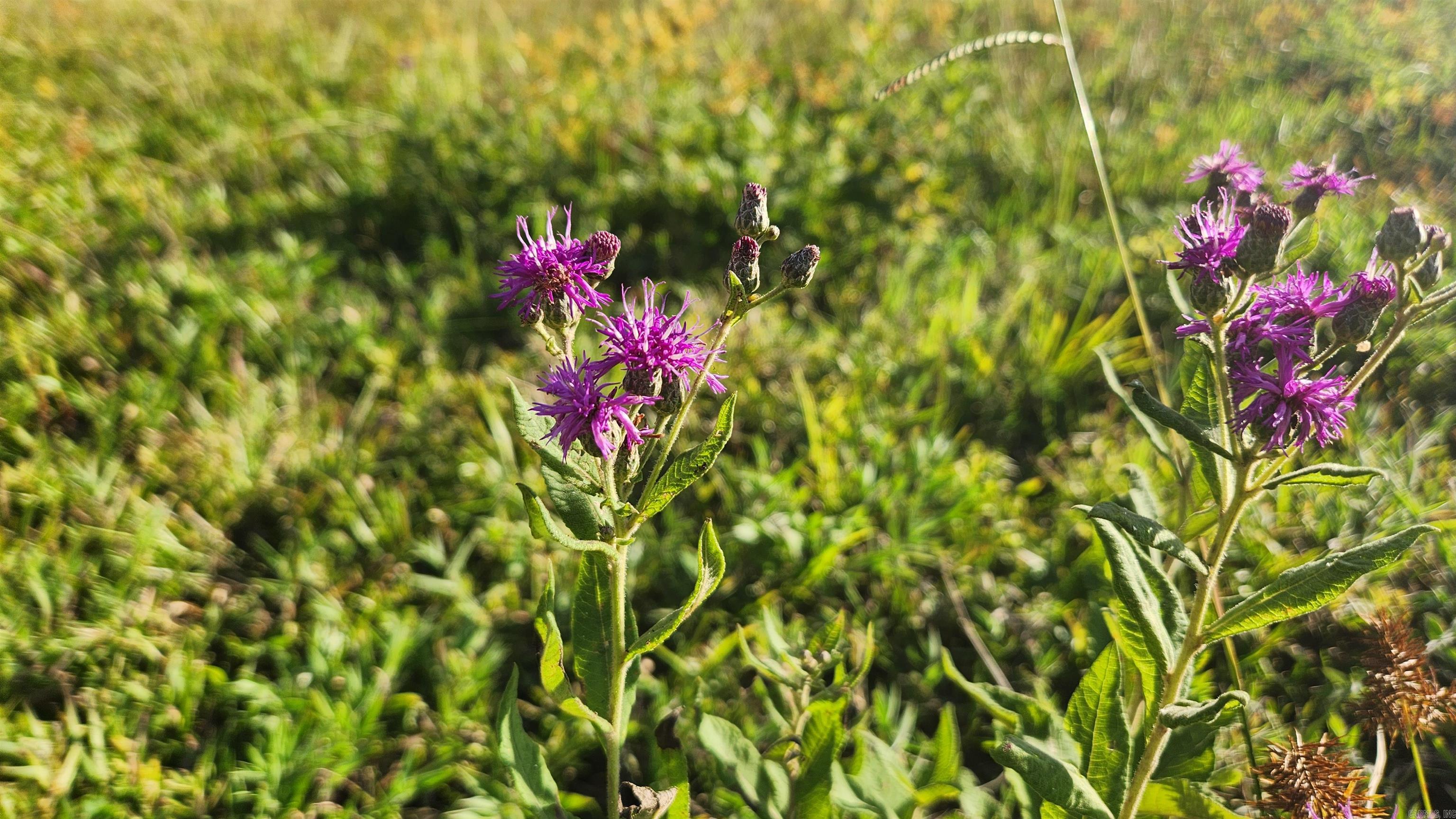 TBD Lynda Ln  Oden, AR