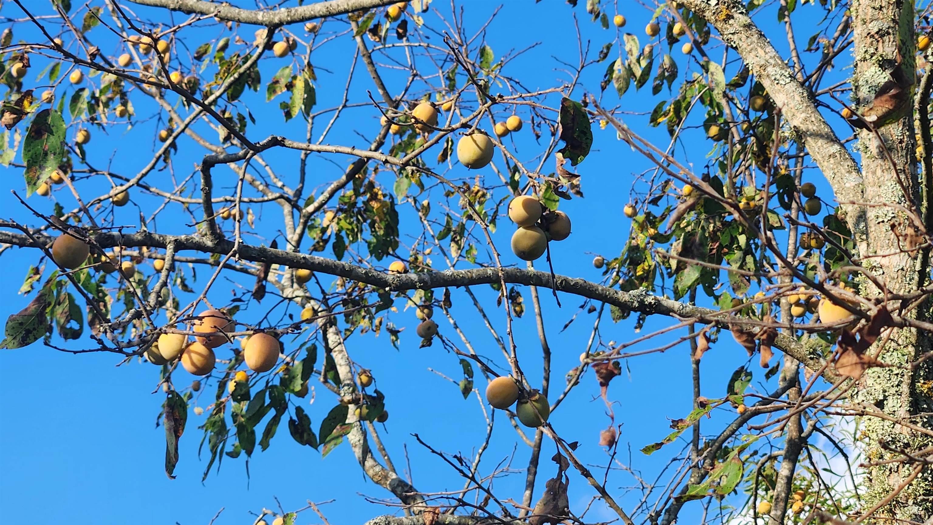 TBD Lynda Ln  Oden, AR