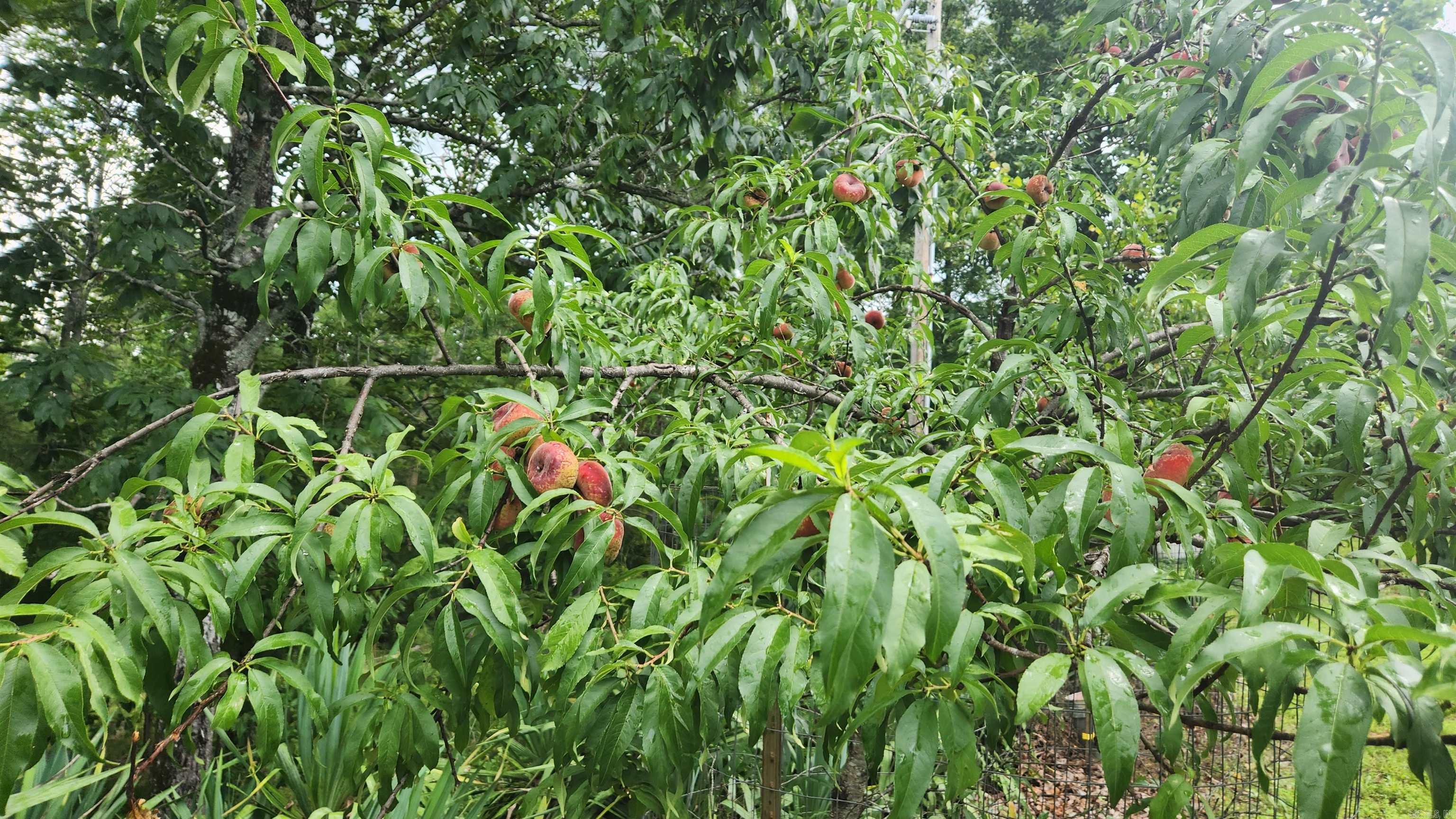 47 Chigger Hill  Story, AR