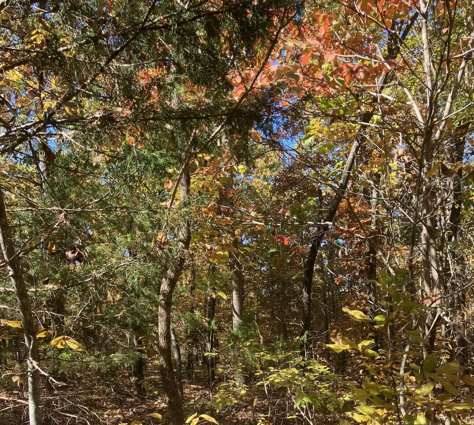 TBD Pinecrest Road  Hardy, AR