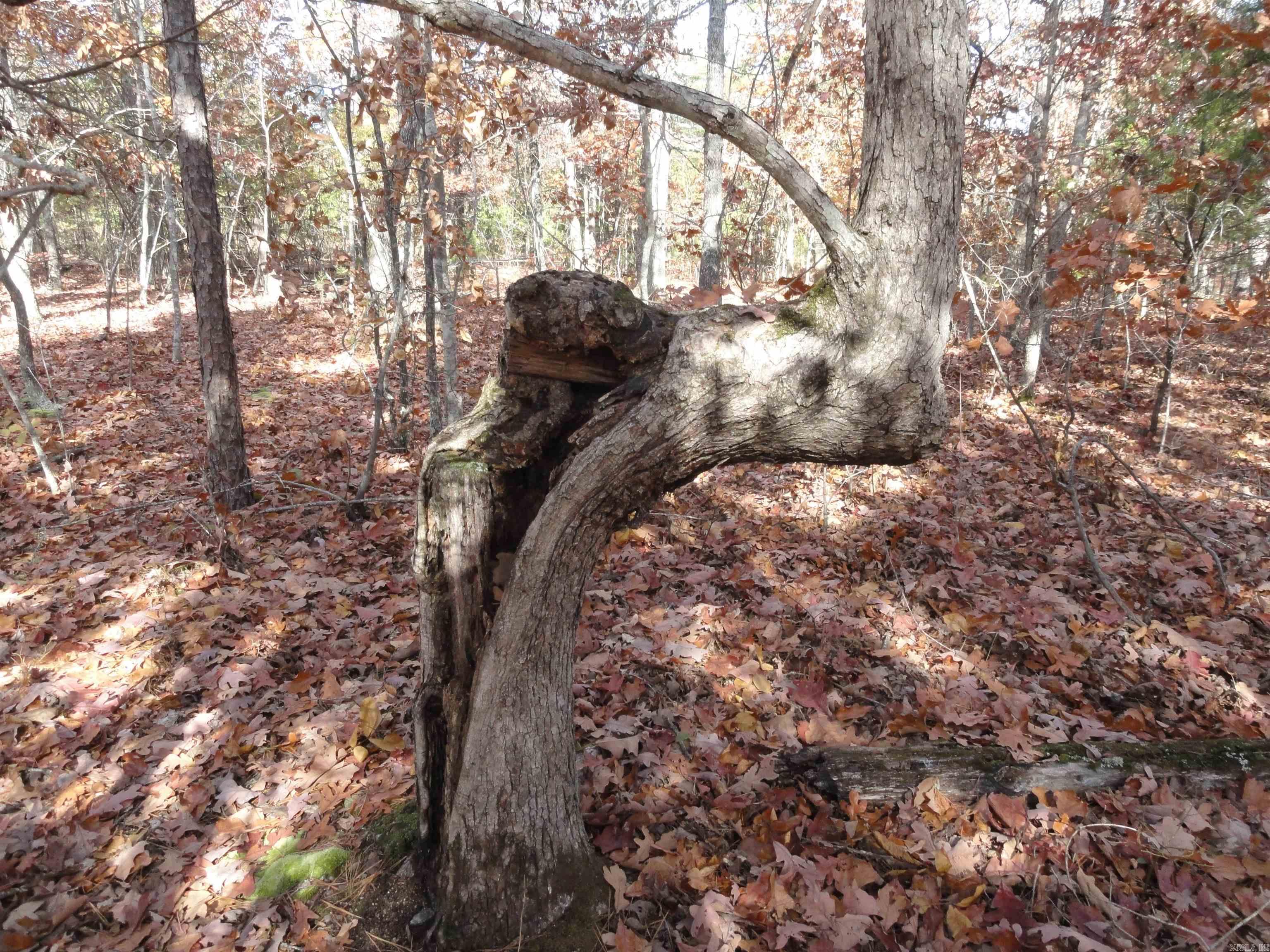 305 Deer Run Drive Leslie, AR 72645