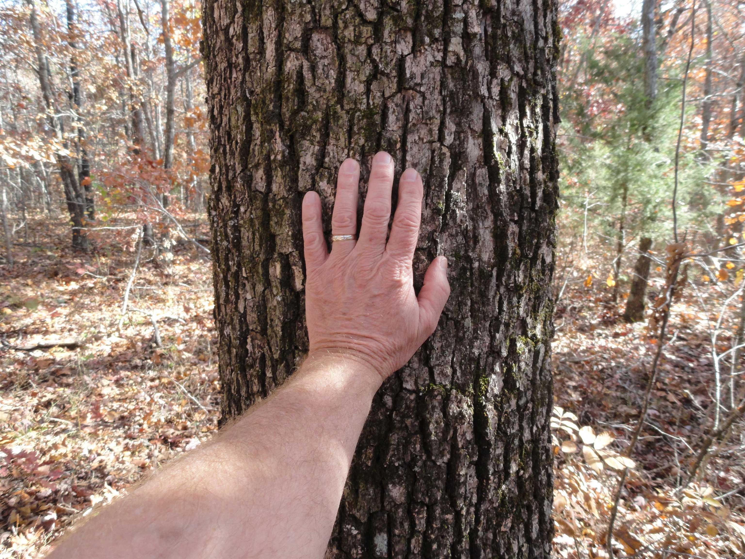 305 Deer Run Drive Leslie, AR 72645