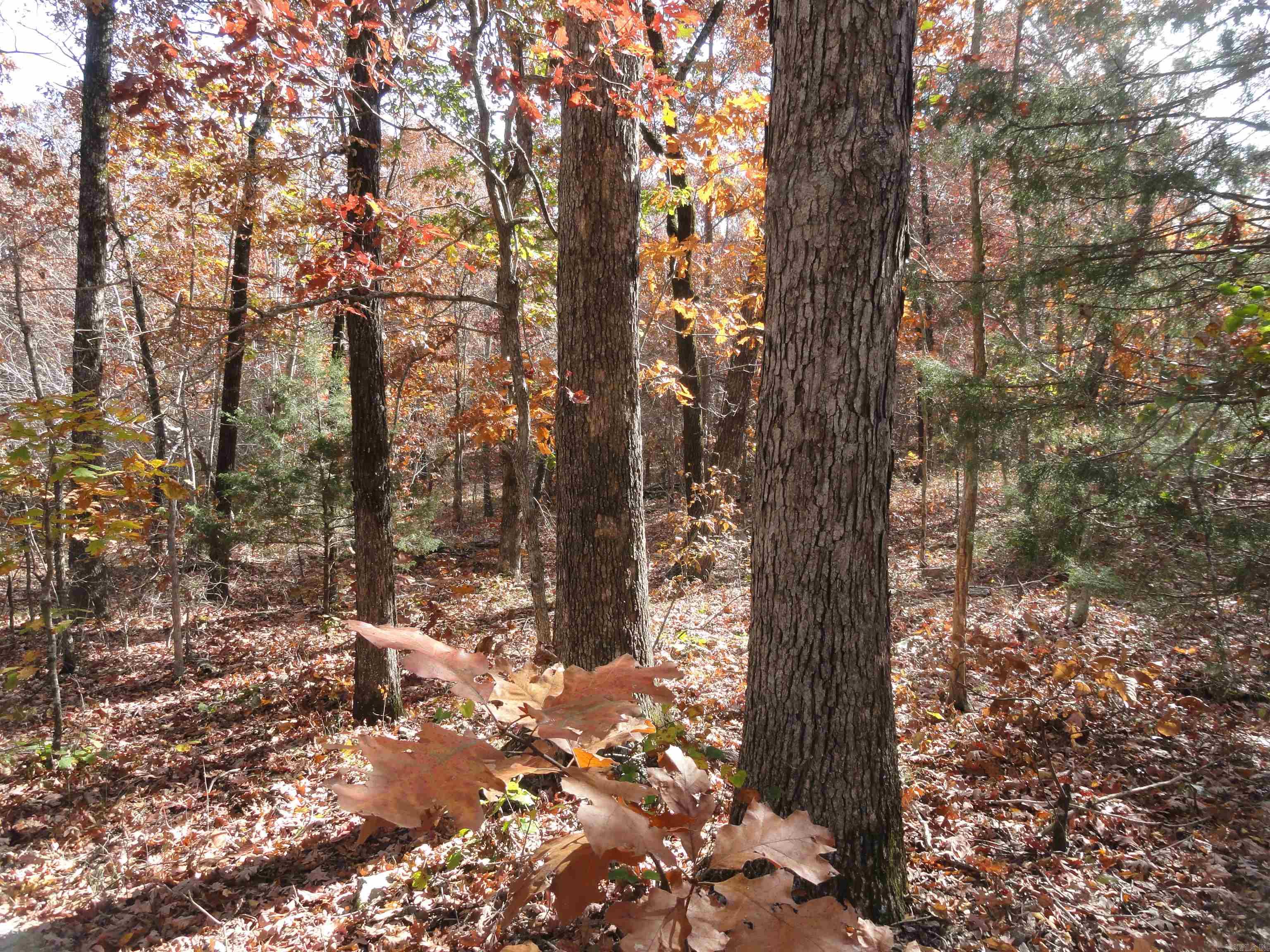 305 Deer Run Drive Leslie, AR 72645