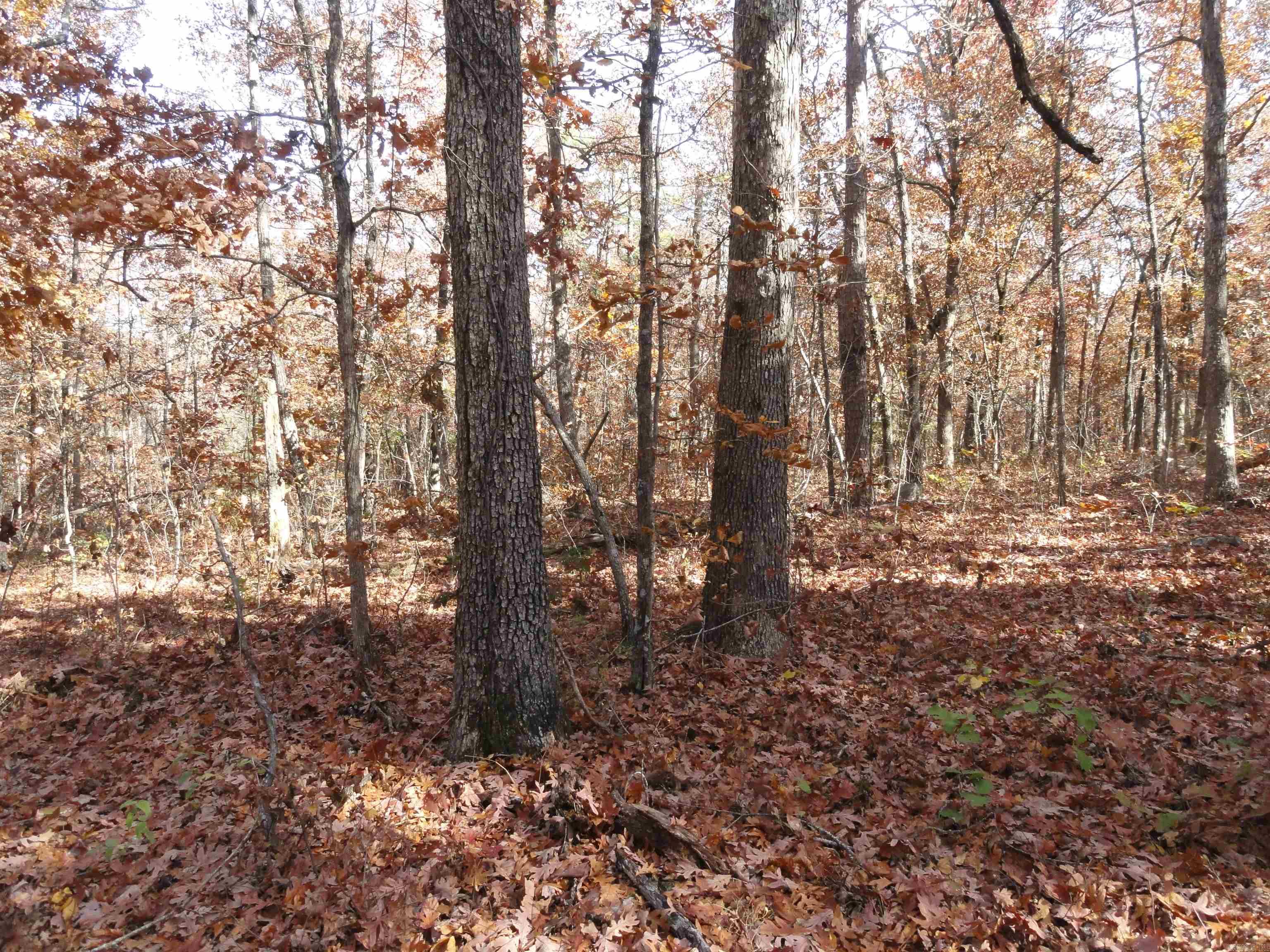 305 Deer Run Drive Leslie, AR 72645