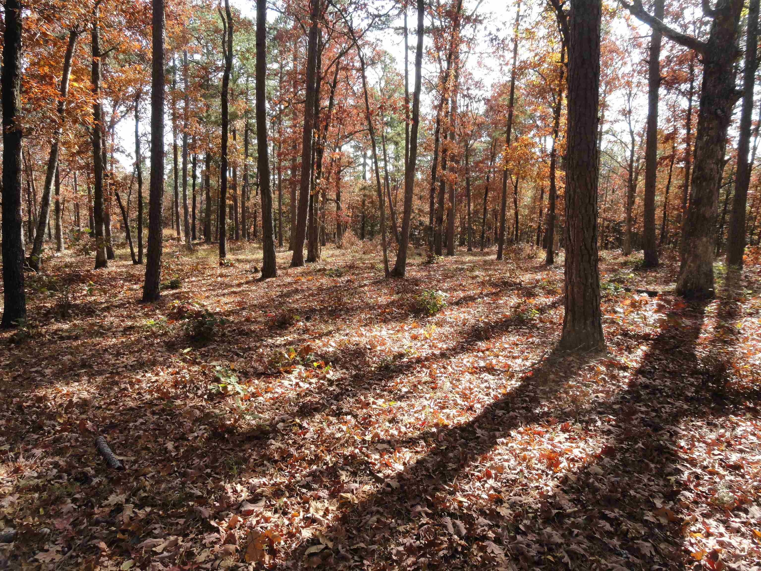 305 Deer Run Drive Leslie, AR 72645