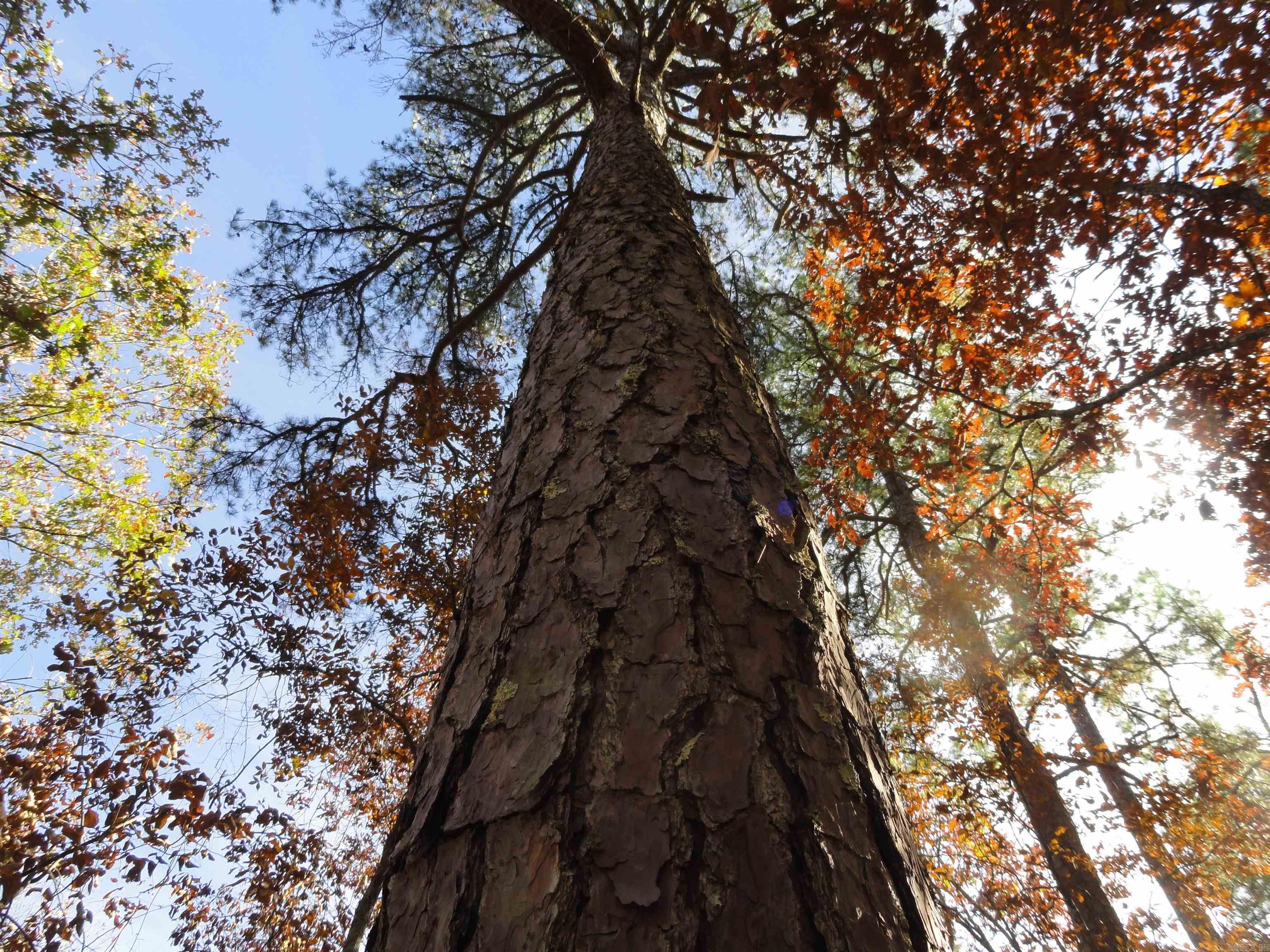 305 Deer Run Drive Leslie, AR 72645