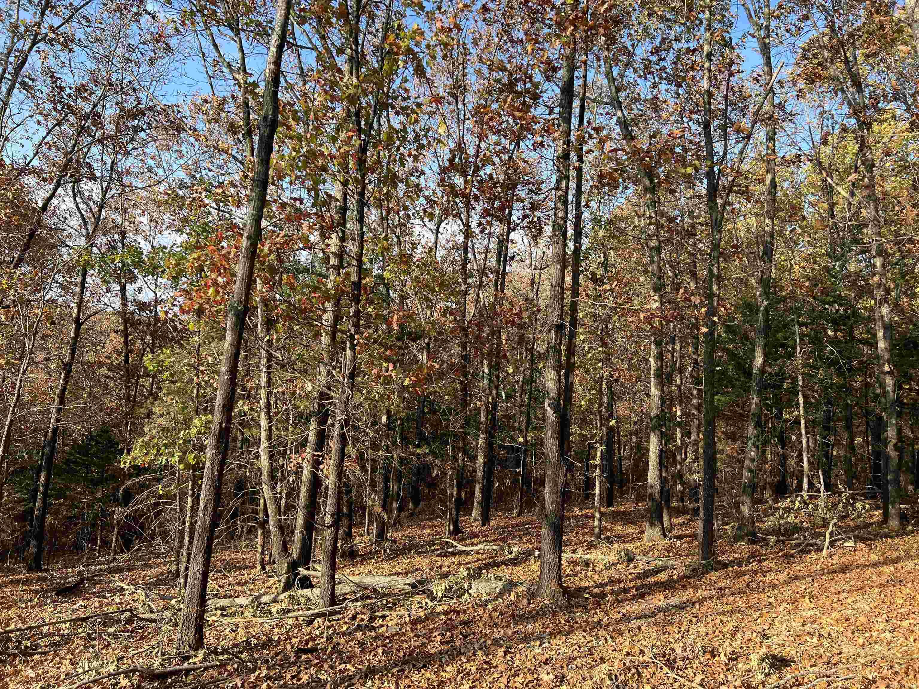 11.00 AC Jackson  Omaha, AR