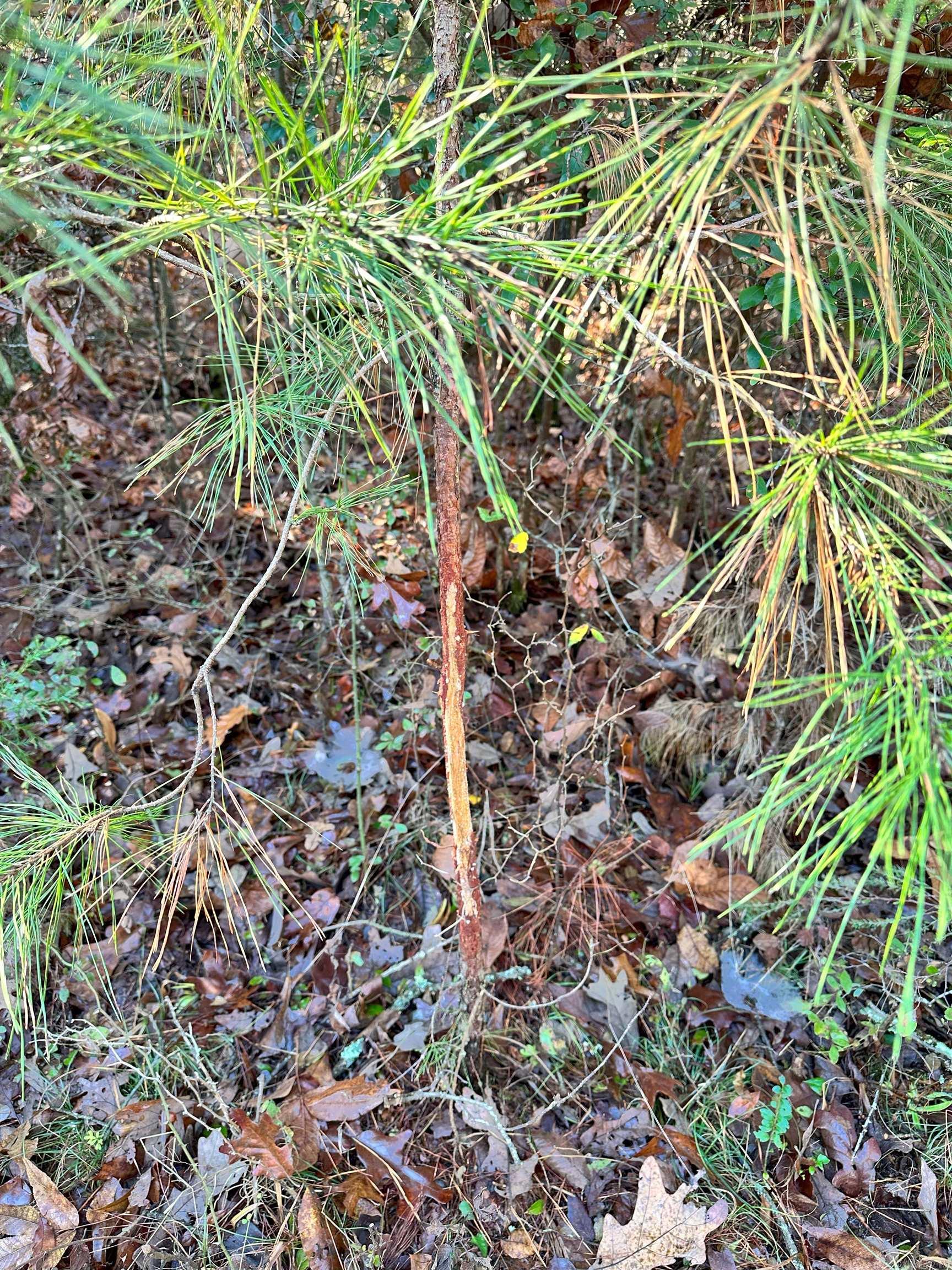 0 Peaceful Valley  Dover, AR