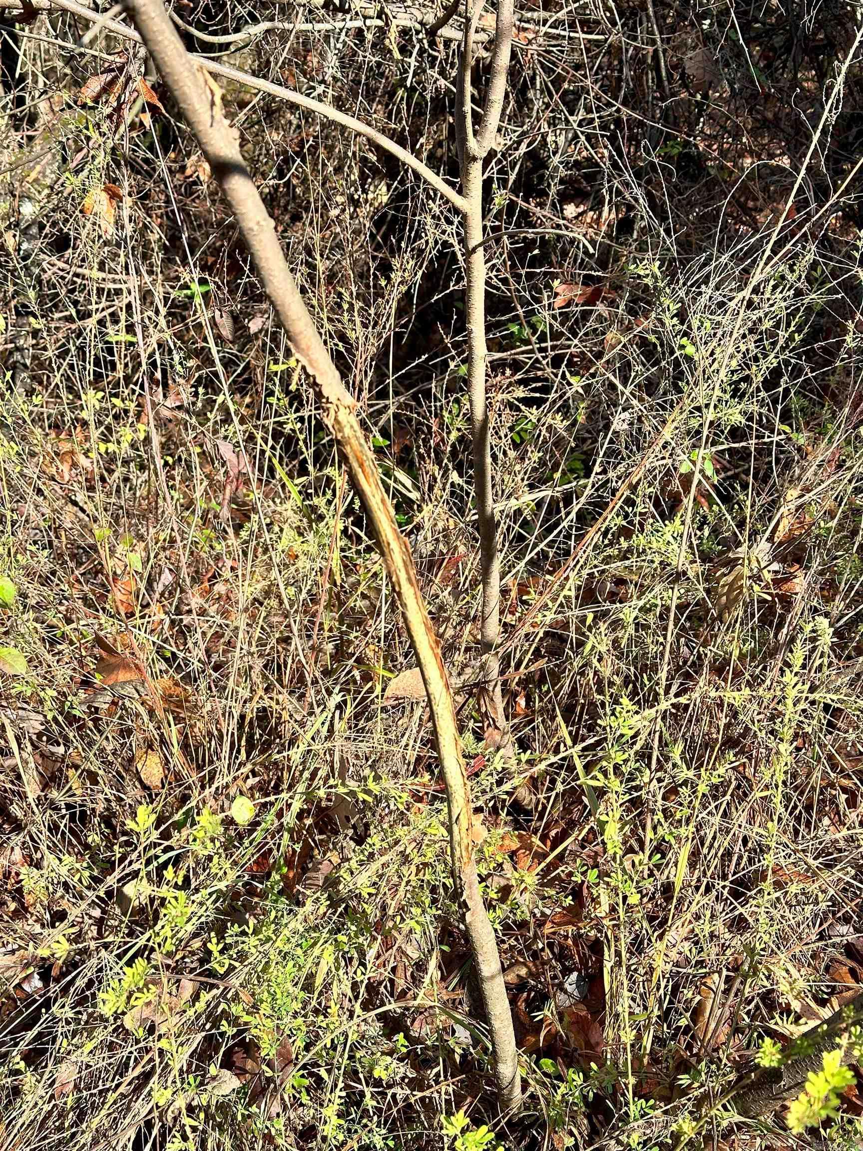 0 Peaceful Valley  Dover, AR